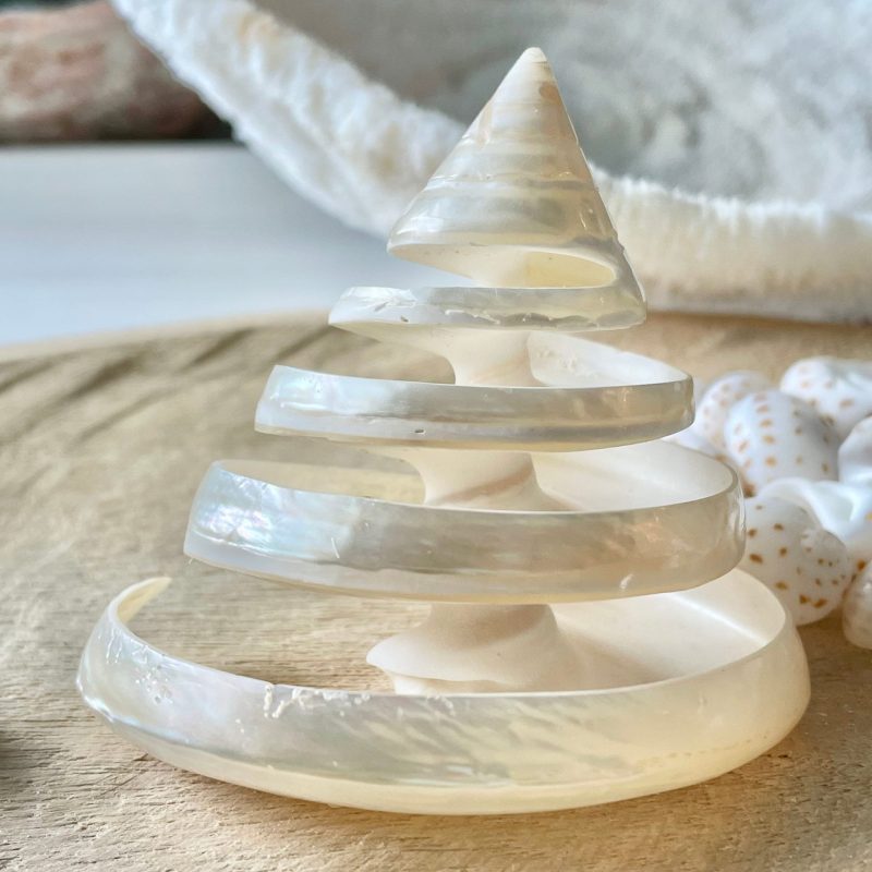 Pearled Spiral Cut Trochus Seashell: You Choose Size, Natural Shells Décor