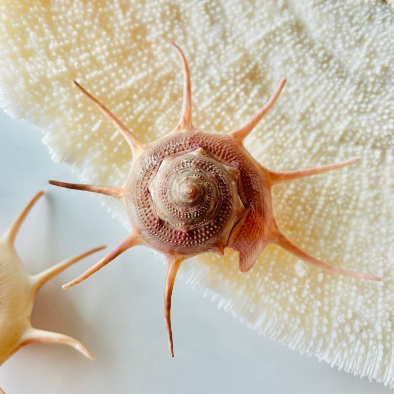 YOKA STAR TURBAN Shell: 2.5-3.5" Pink Red Display Seashell
