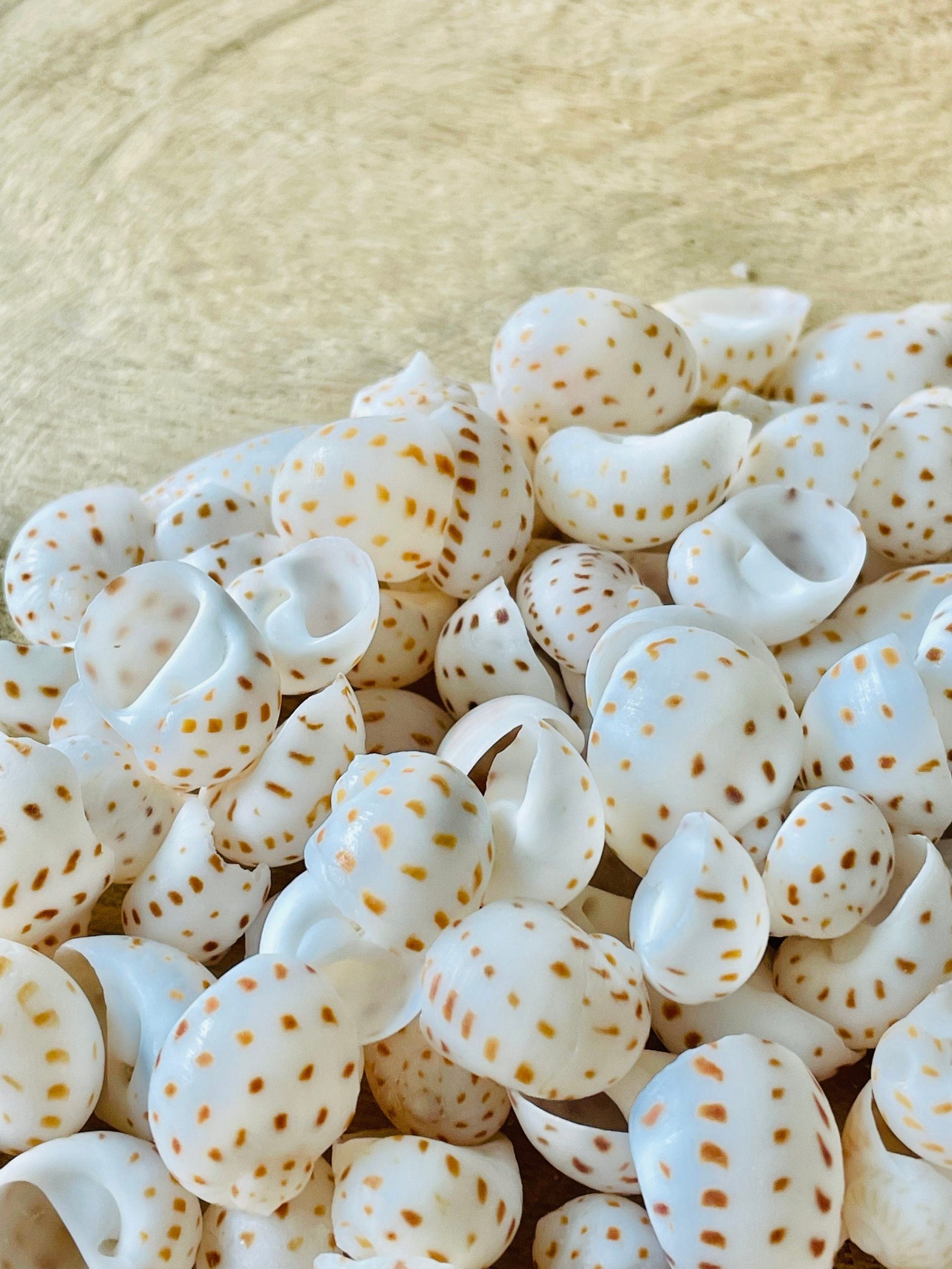 NATICA ONEIDA SHELLS *You Choose Quantity* 1/2"-7/8" White Brown Speckled Spots Small Craft - Image 6