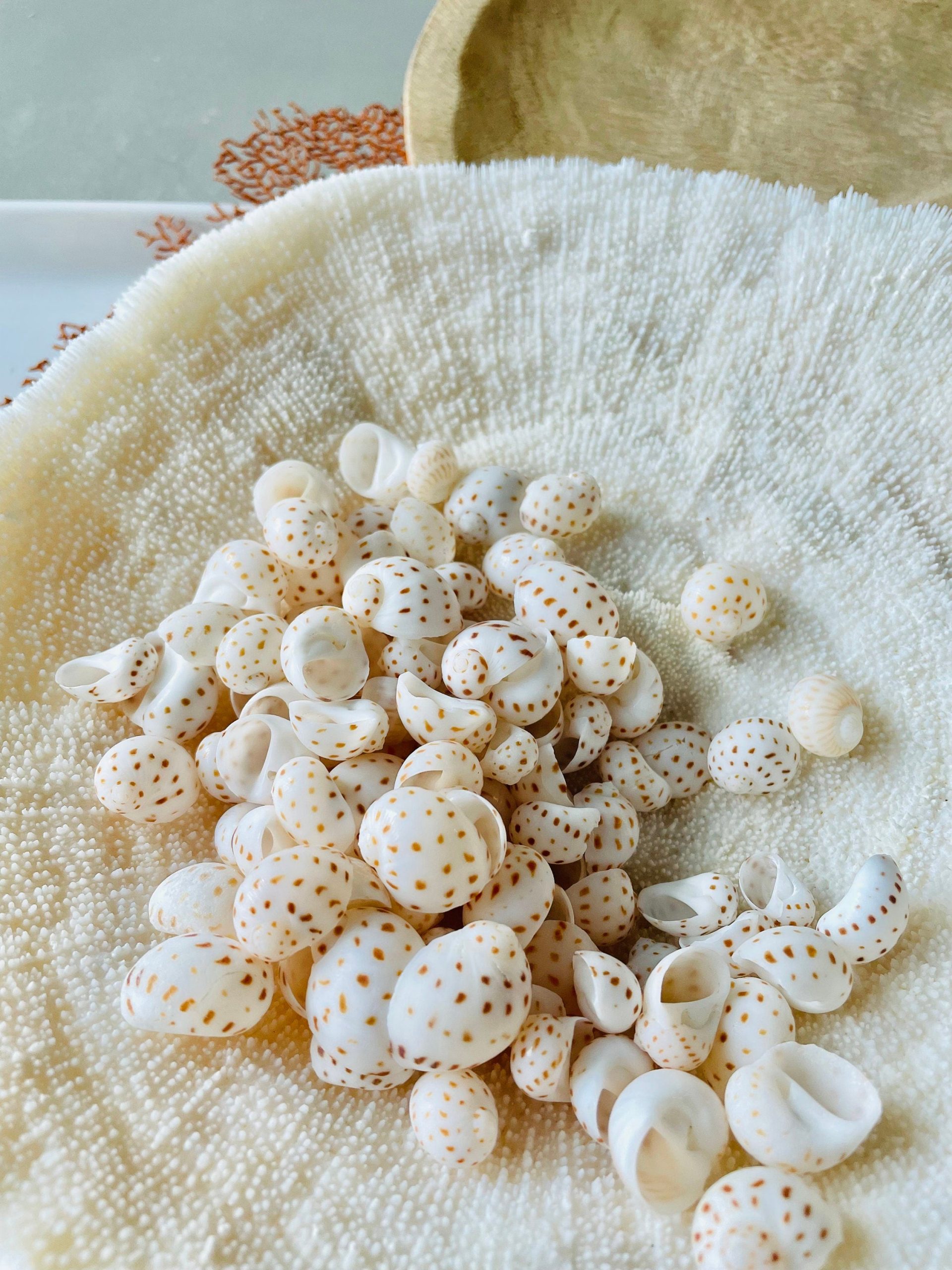 NATICA ONEIDA SHELLS *You Choose Quantity* 1/2"-7/8" White Brown Speckled Spots Small Craft - Image 5