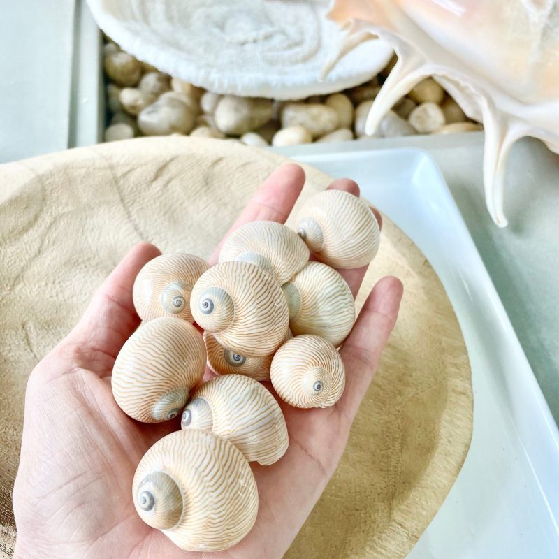 Moon Snail Shells: Nautica Lineata, Striped Coastal Decor (0.75-1.5")