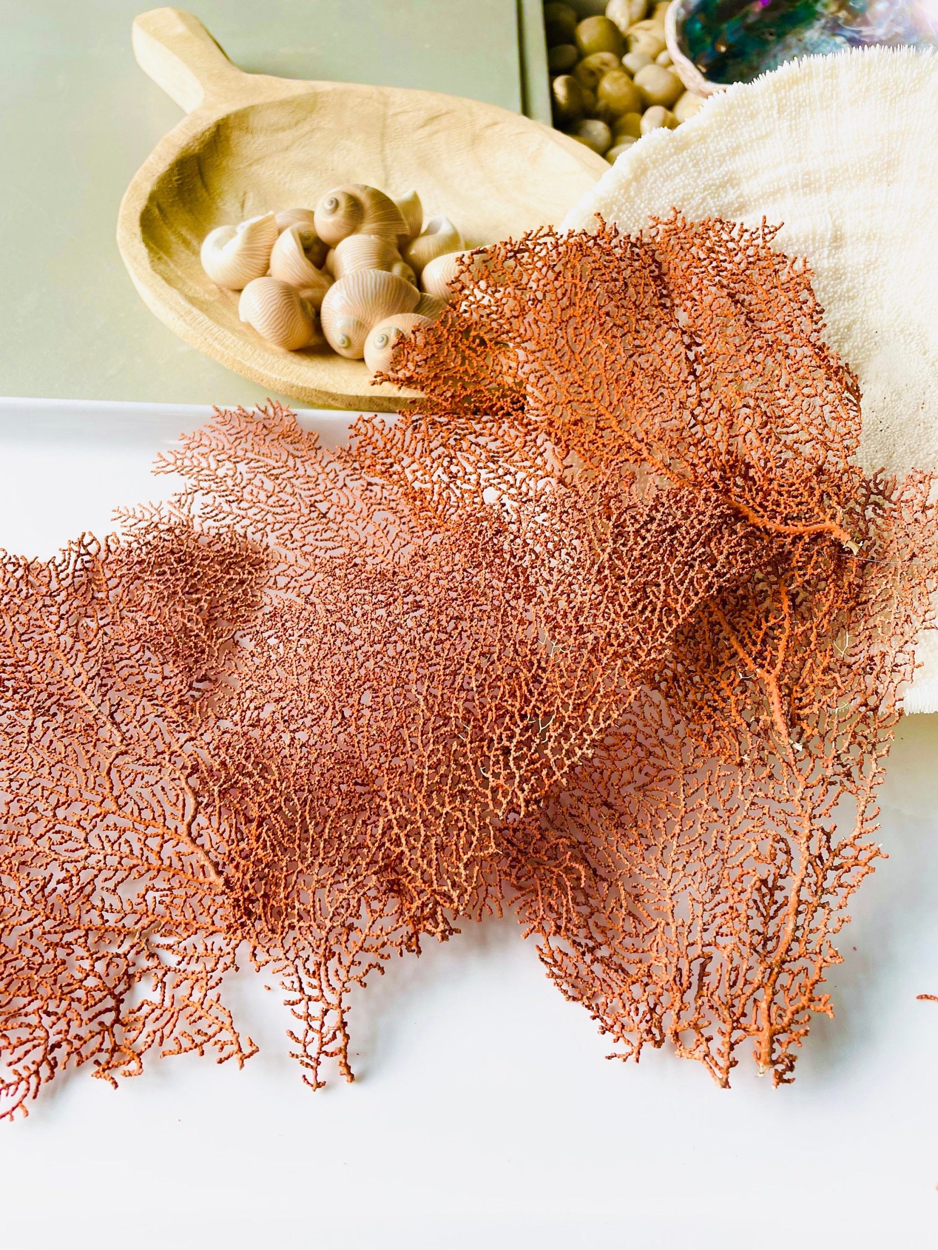Natural Dried Sea Fan Pieces 4-6" *You Choose Quantity* Coral Coastal Décor - Image 5