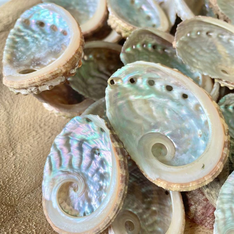 Red Abalone Shells 1-2.5" * You Choose Quantity* Small Craft Seashells, Coastal Home Décor