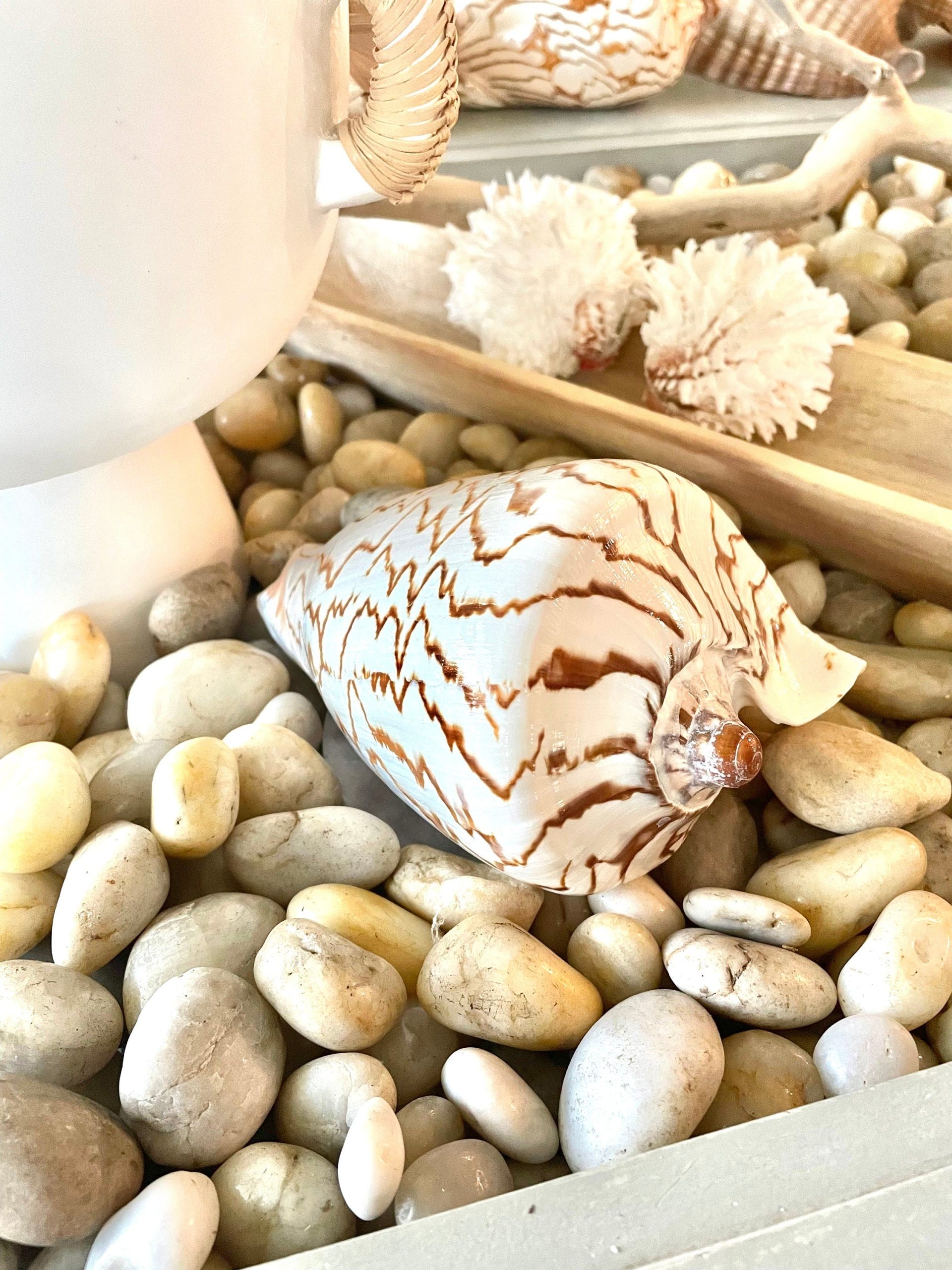 STRIPED NOBLE VOLUTE Shell *All Sizes* Natural Polished Beige Brown Seashell Coastal Décor - Image 2