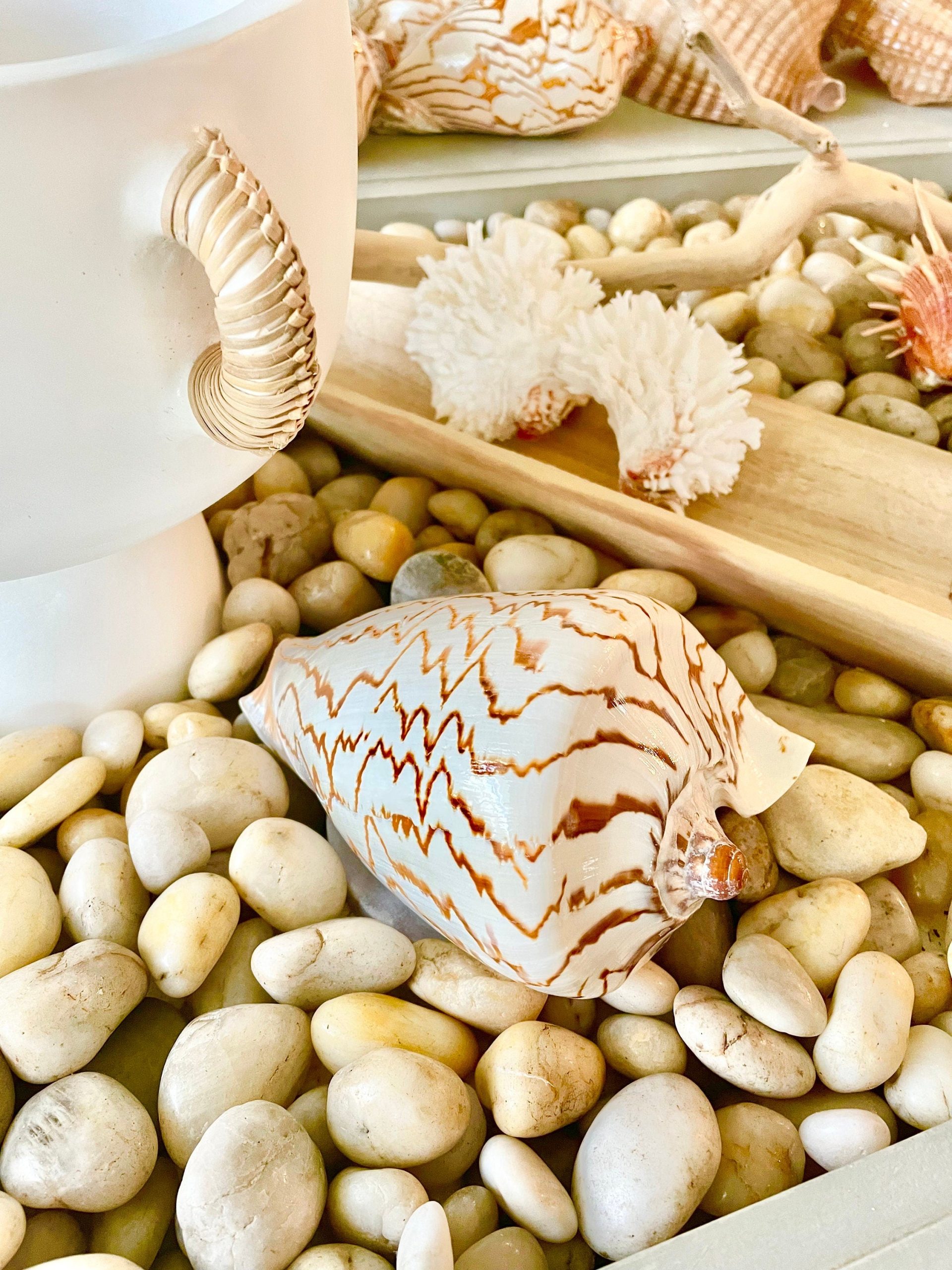 STRIPED NOBLE VOLUTE Shell *All Sizes* Natural Polished Beige Brown Seashell Coastal Décor - Image 6