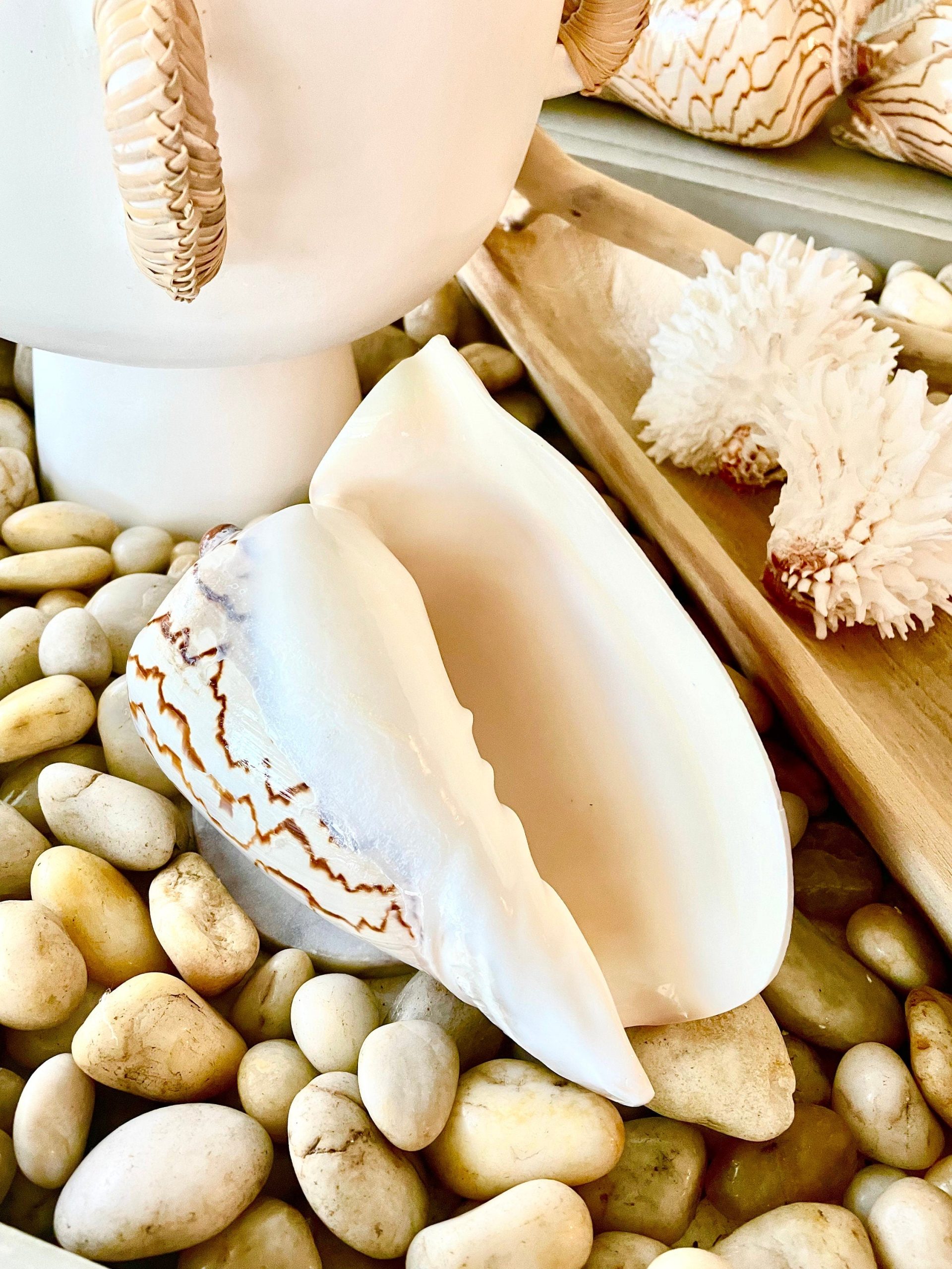 STRIPED NOBLE VOLUTE Shell *All Sizes* Natural Polished Beige Brown Seashell Coastal Décor - Image 8