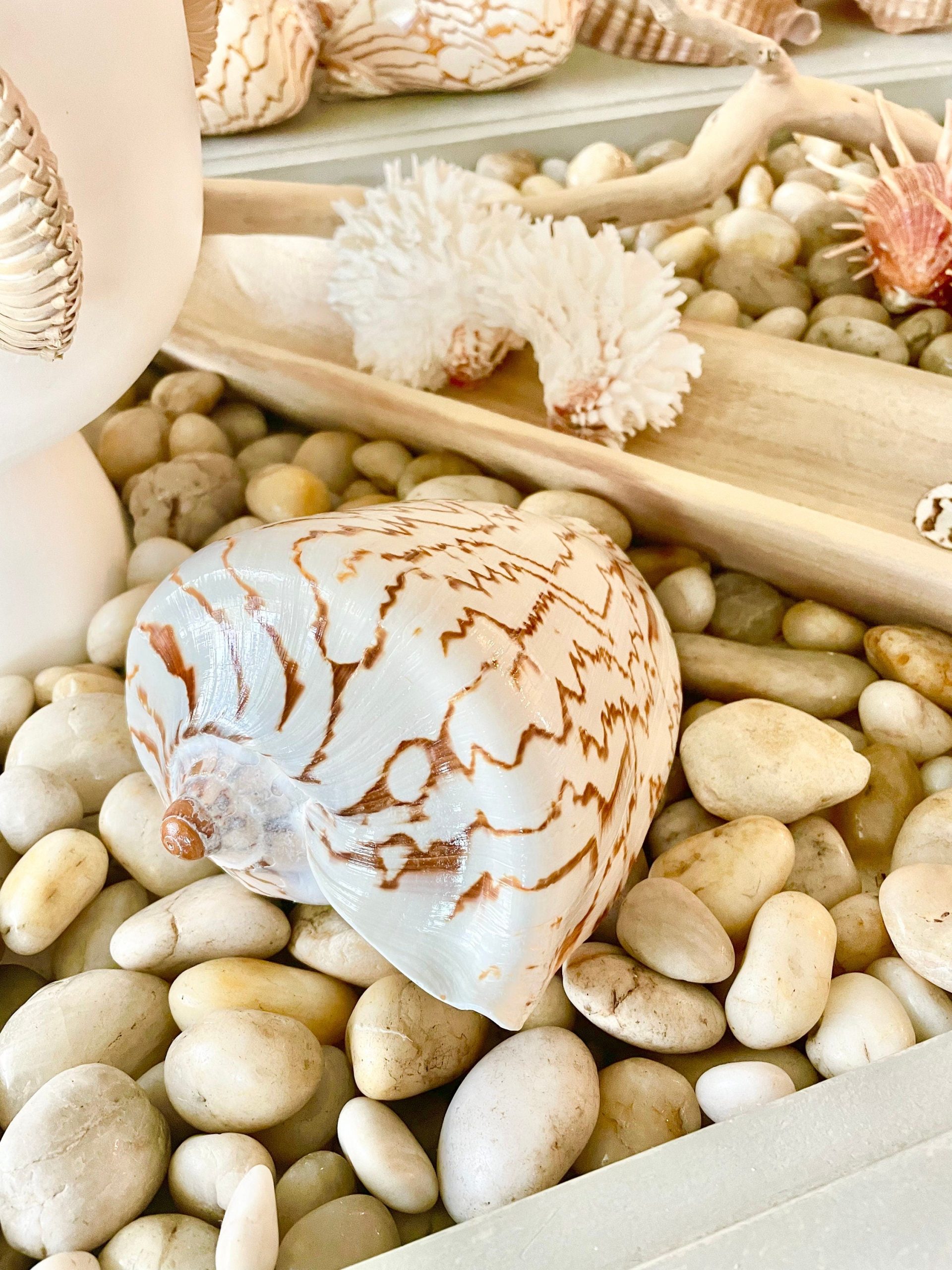 STRIPED NOBLE VOLUTE Shell *All Sizes* Natural Polished Beige Brown Seashell Coastal Décor - Image 7