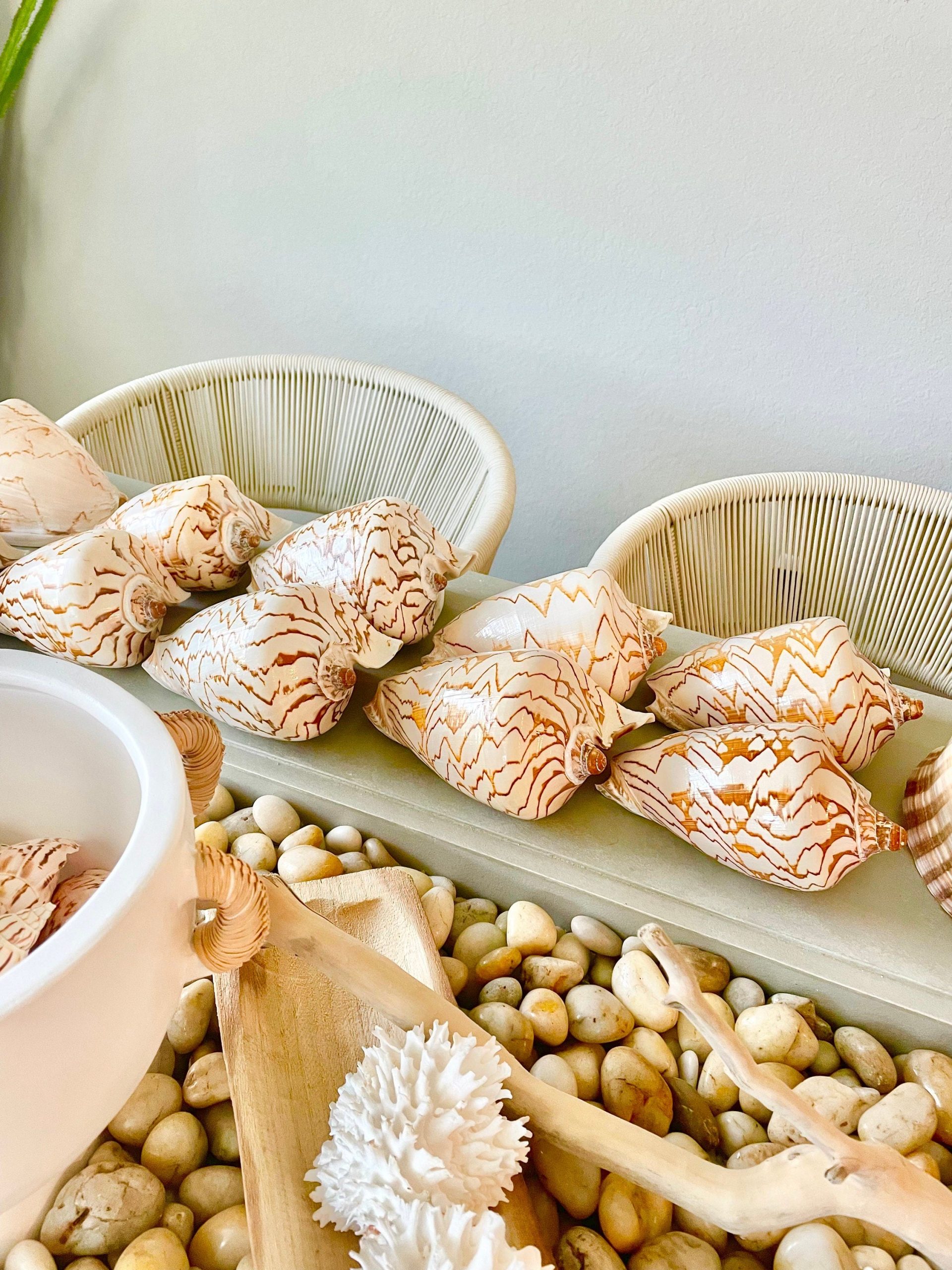 STRIPED NOBLE VOLUTE Shell *All Sizes* Natural Polished Beige Brown Seashell Coastal Décor - Image 3