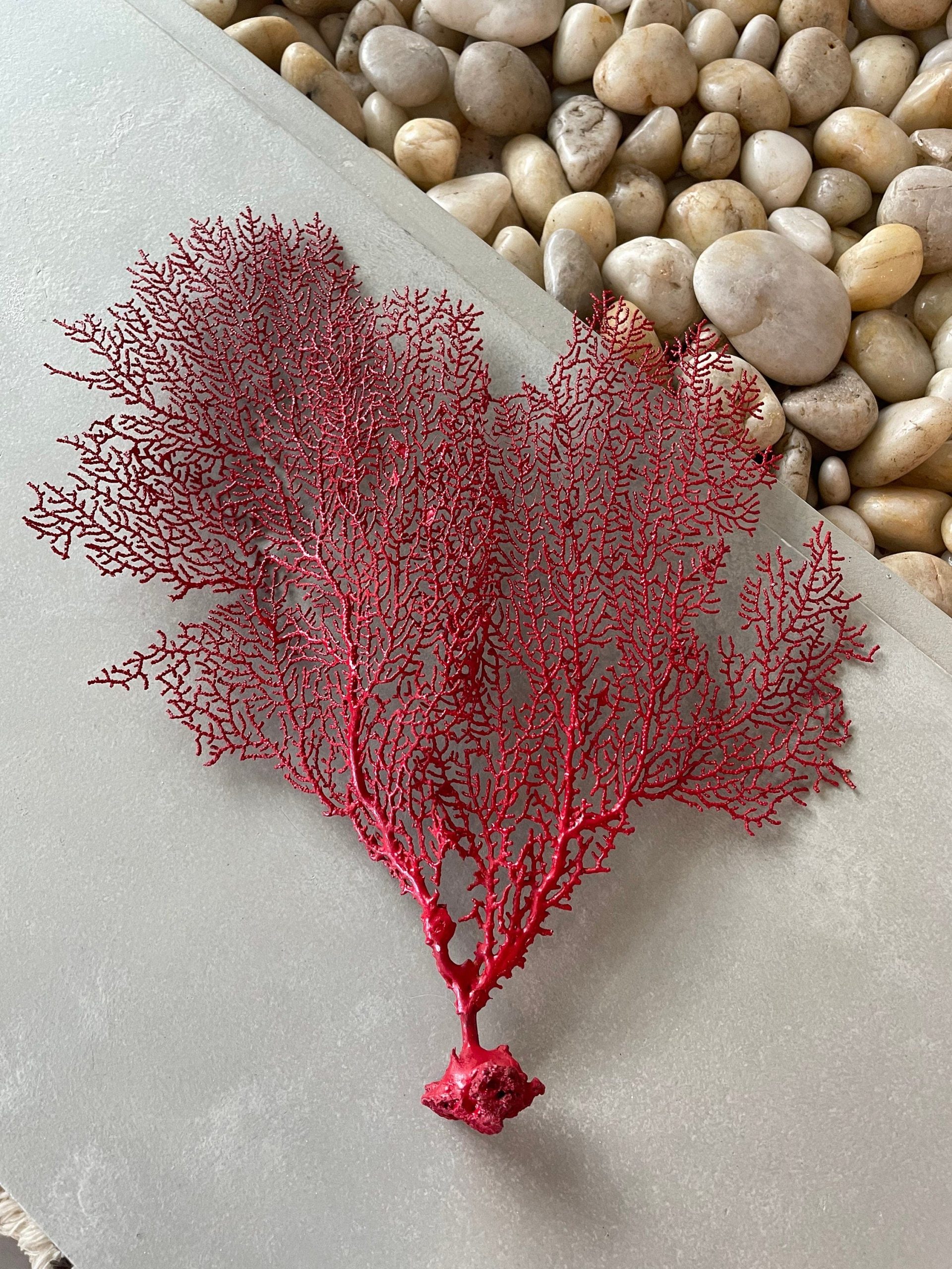 Red Sea Fan (8-20") *You Choose Size* Natural Hand Painted Coastal Décor - Image 7