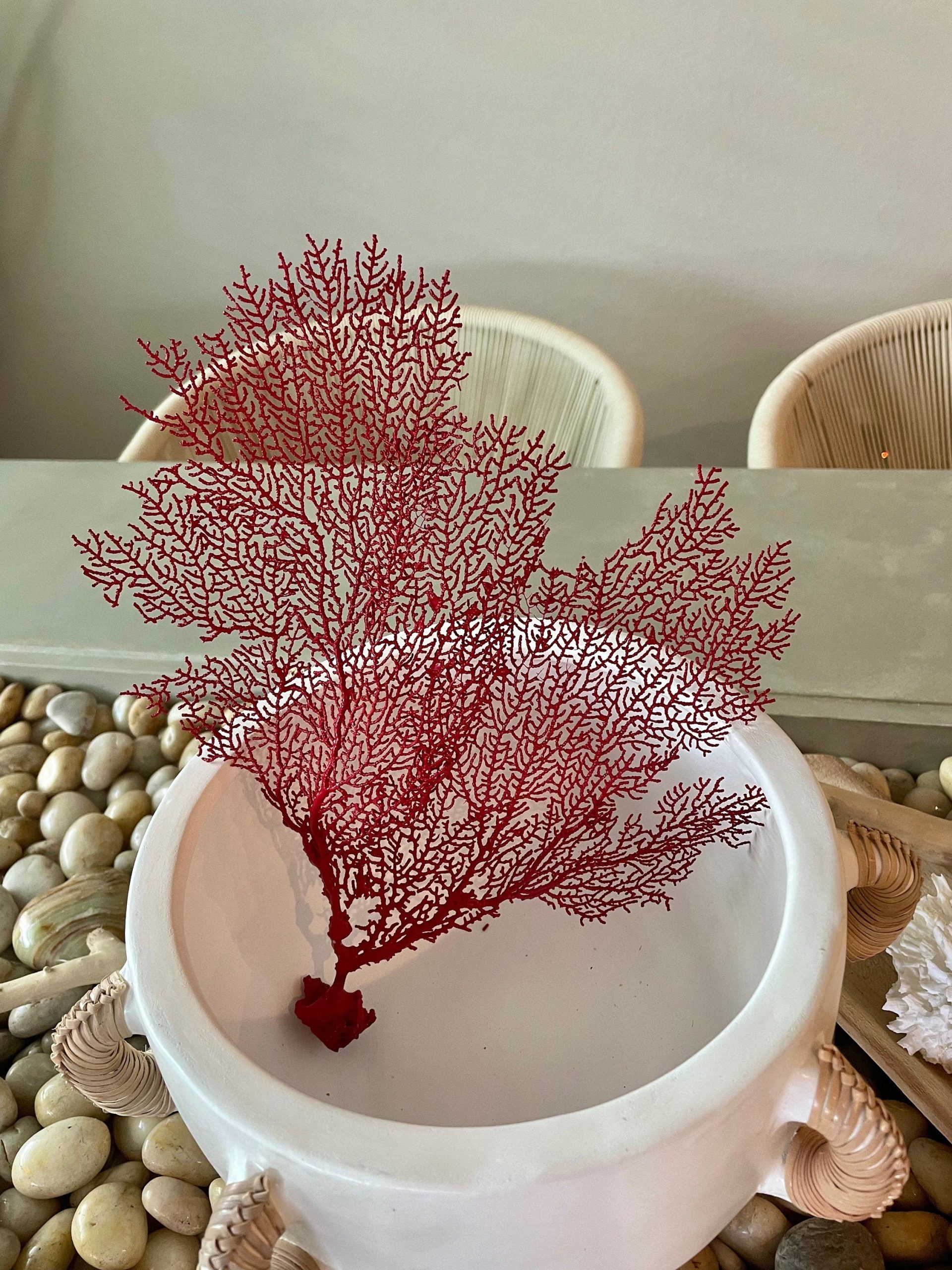 Red Sea Fan (8-20") *You Choose Size* Natural Hand Painted Coastal Décor - Image 2