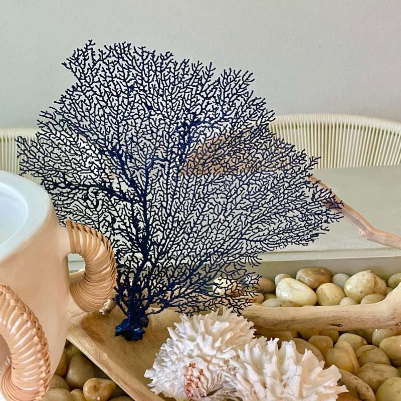 Navy Blue Sea Fan (8-20") *You Choose Size* Natural Hand Painted Coastal Décor