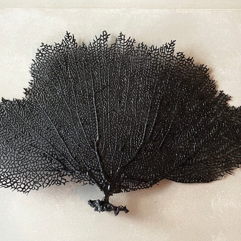 Black Sea Fan (8-20") *You Choose Size* Natural Hand Painted Coastal Décor