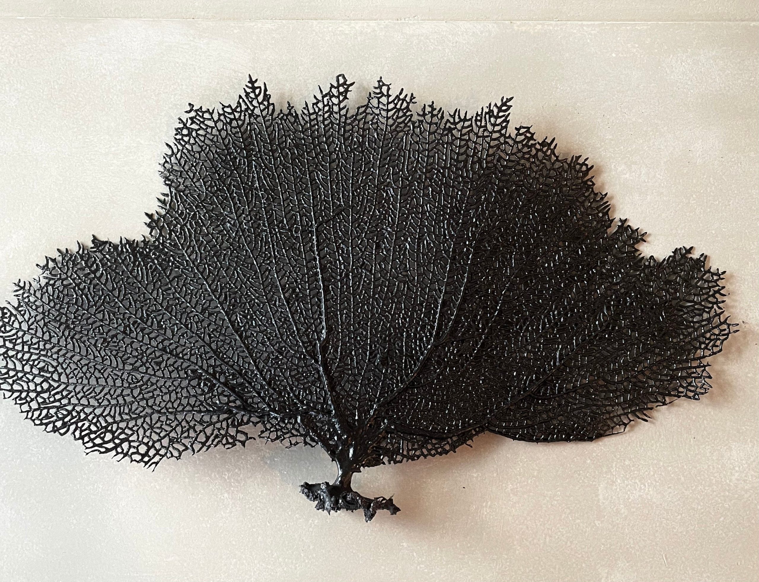 Black Sea Fan (8-20") *You Choose Size* Natural Hand Painted Coastal Décor