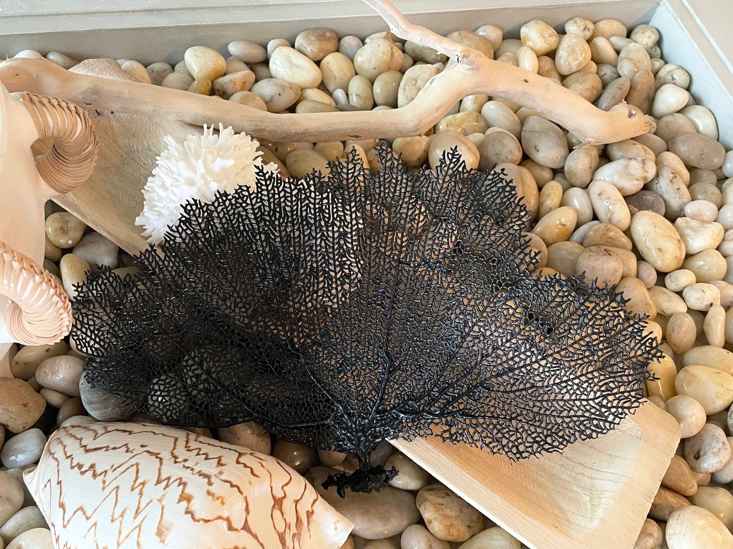 Black Sea Fan (8-20") *You Choose Size* Natural Hand Painted Coastal Décor - Image 3