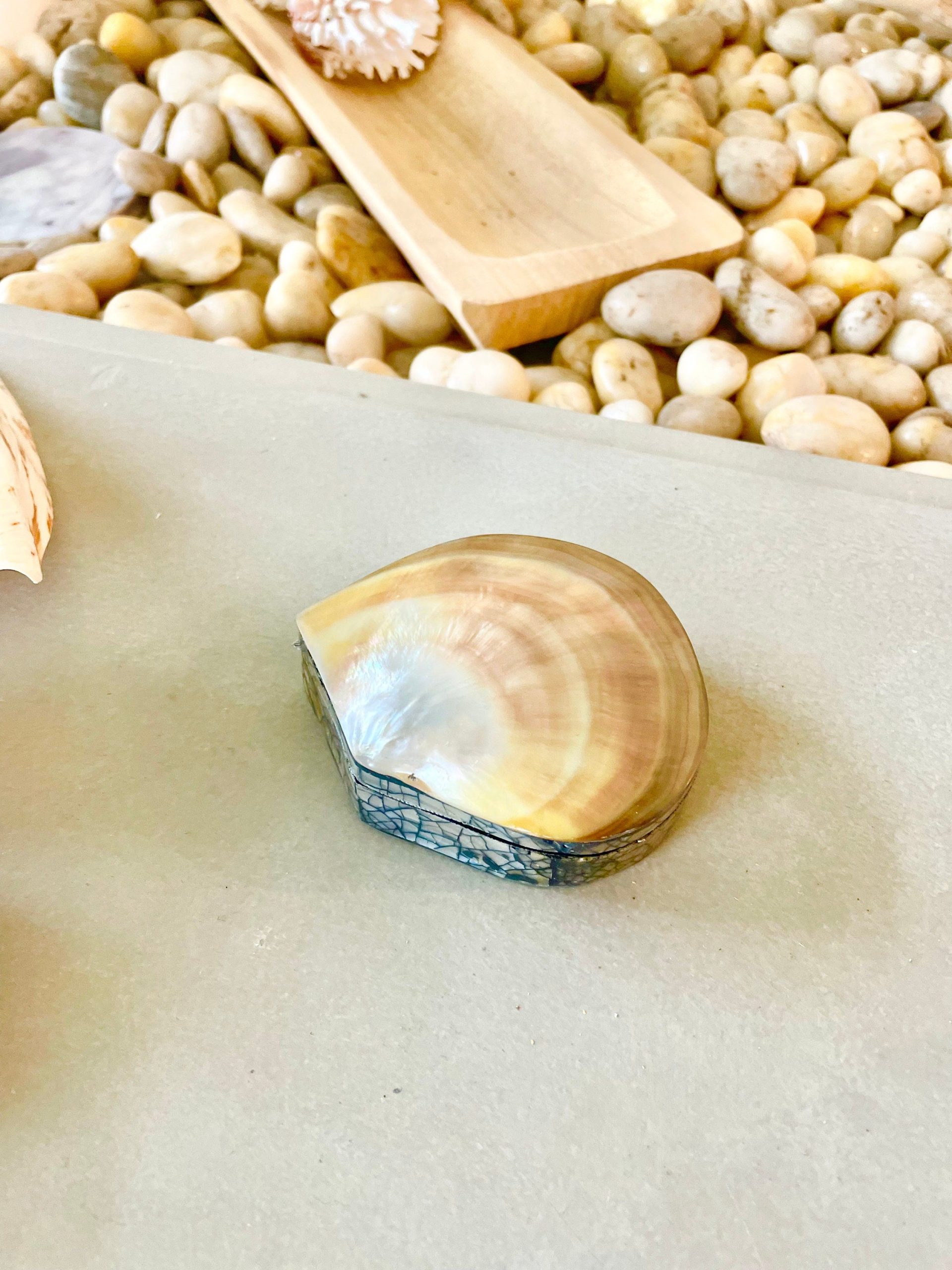 Coastal Gift Box Black Lip 4" Shell Irredescent Seashell Jewelry Beach Décor - Image 7