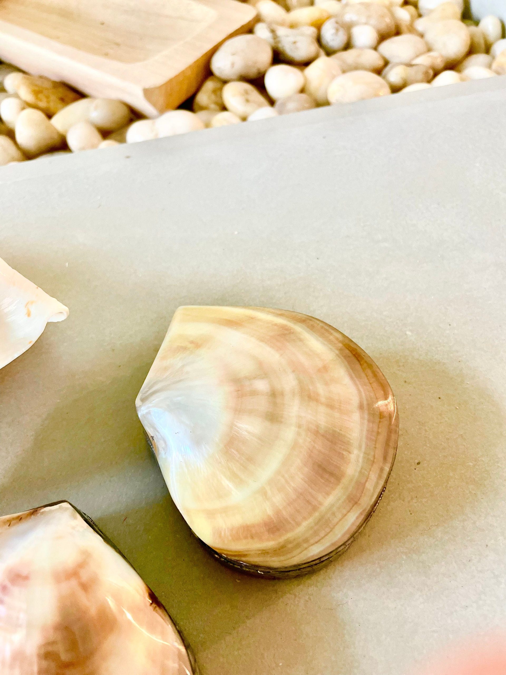 Coastal Gift Box Black Lip 4" Shell Irredescent Seashell Jewelry Beach Décor - Image 9