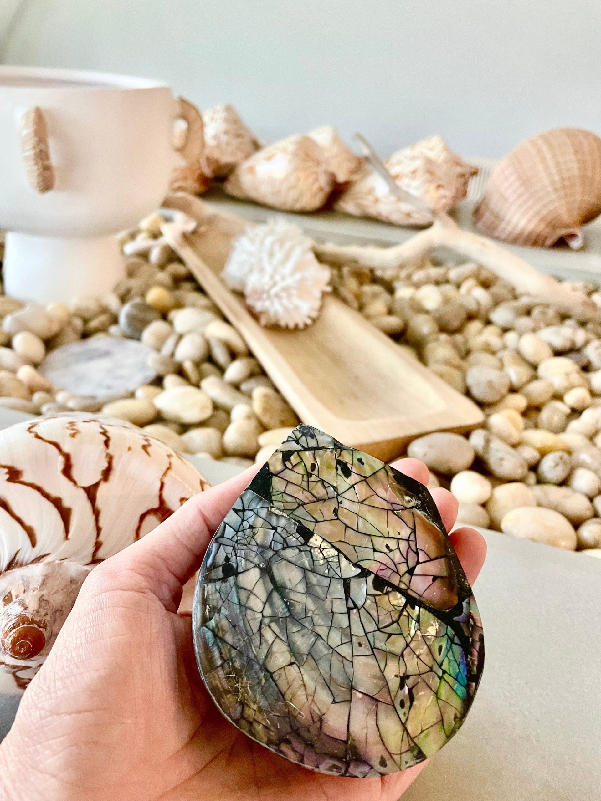 Coastal Gift Box Black Lip 4" Shell Irredescent Seashell Jewelry Beach Décor - Image 10