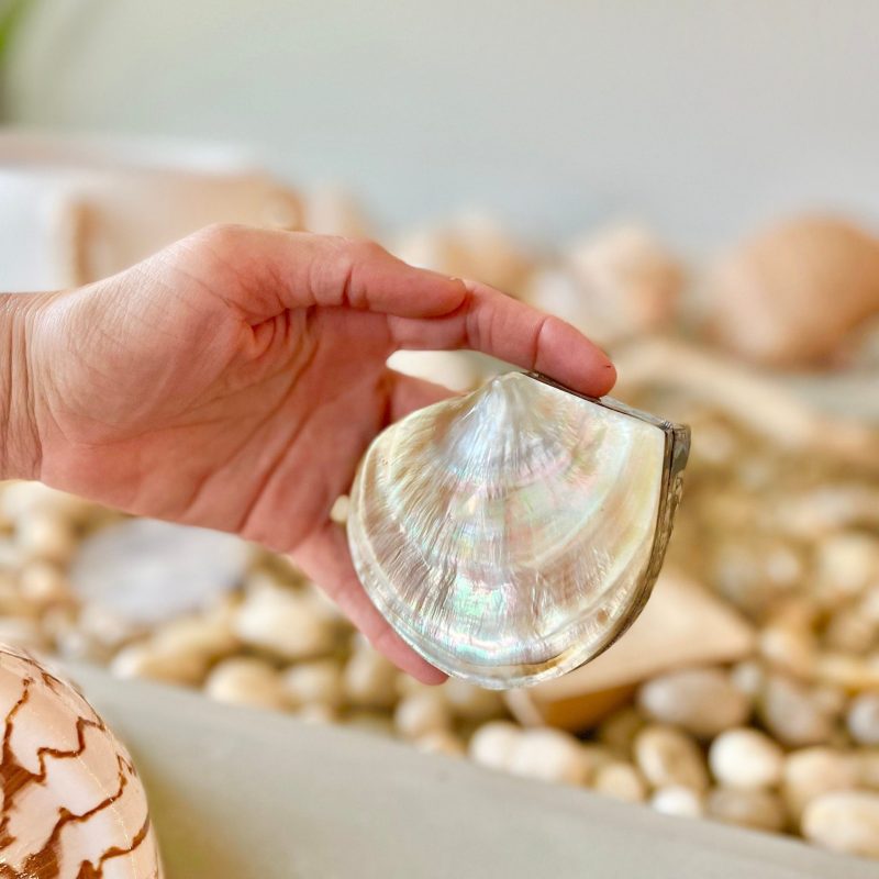 Coastal Gift Box Black Lip 4" Shell Irredescent Seashell Jewelry Beach Décor