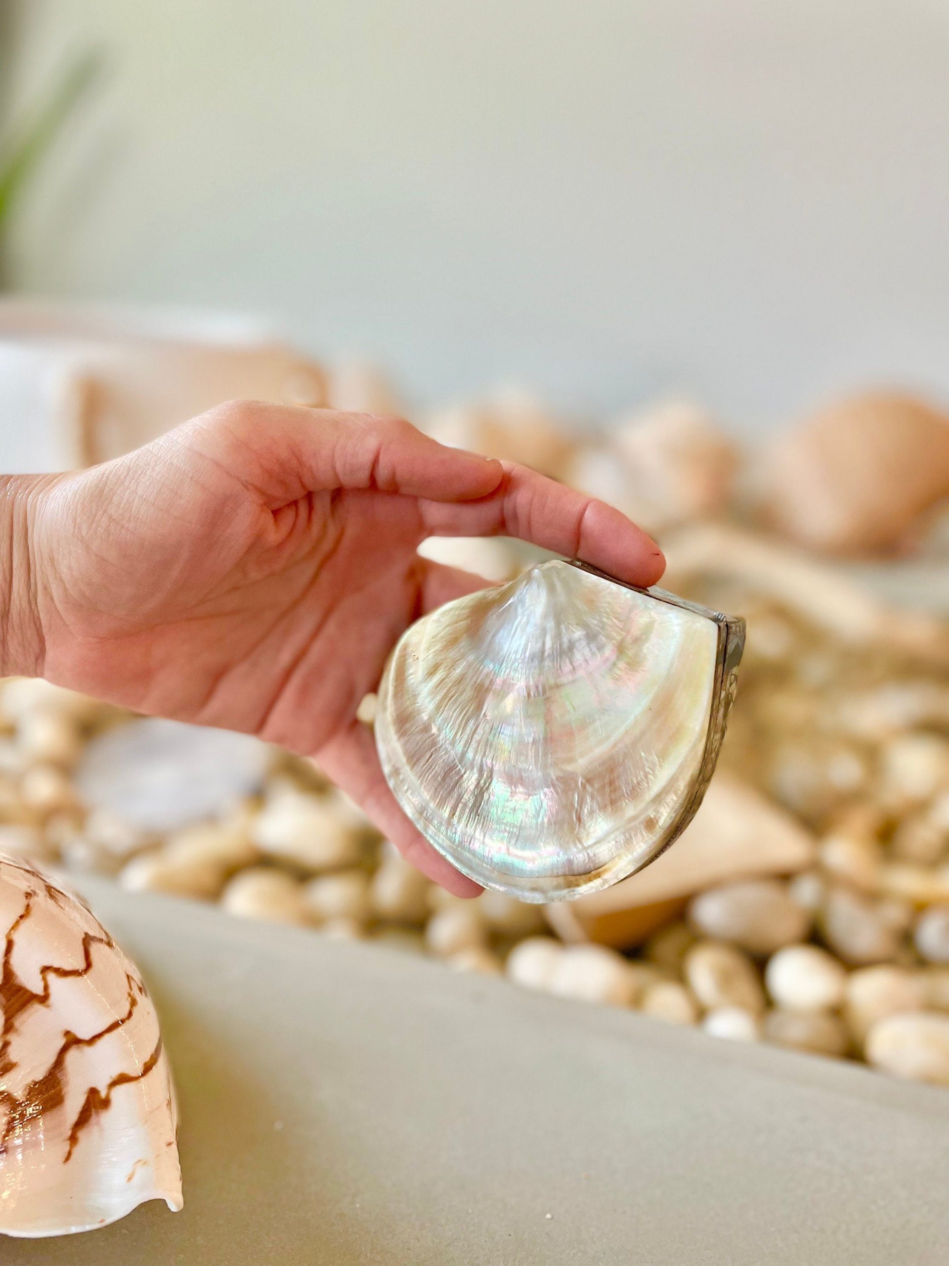 Coastal Gift Box Black Lip 4" Shell Irredescent Seashell Jewelry Beach Décor