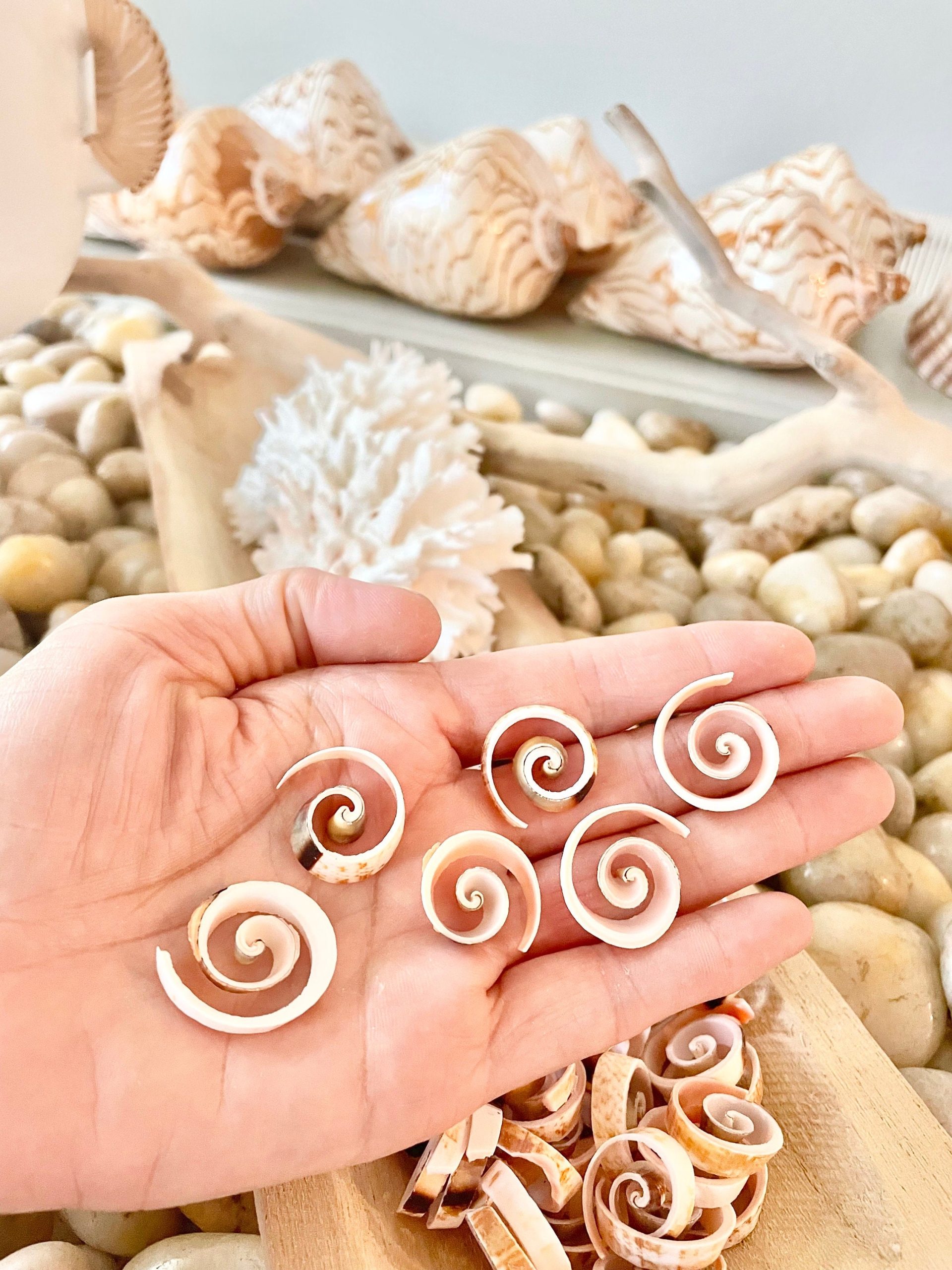 SWIRLY SPIRAL CUT Shells *100 Slices* .75-1" Pink Small Craft Seashells Strombus - Image 9