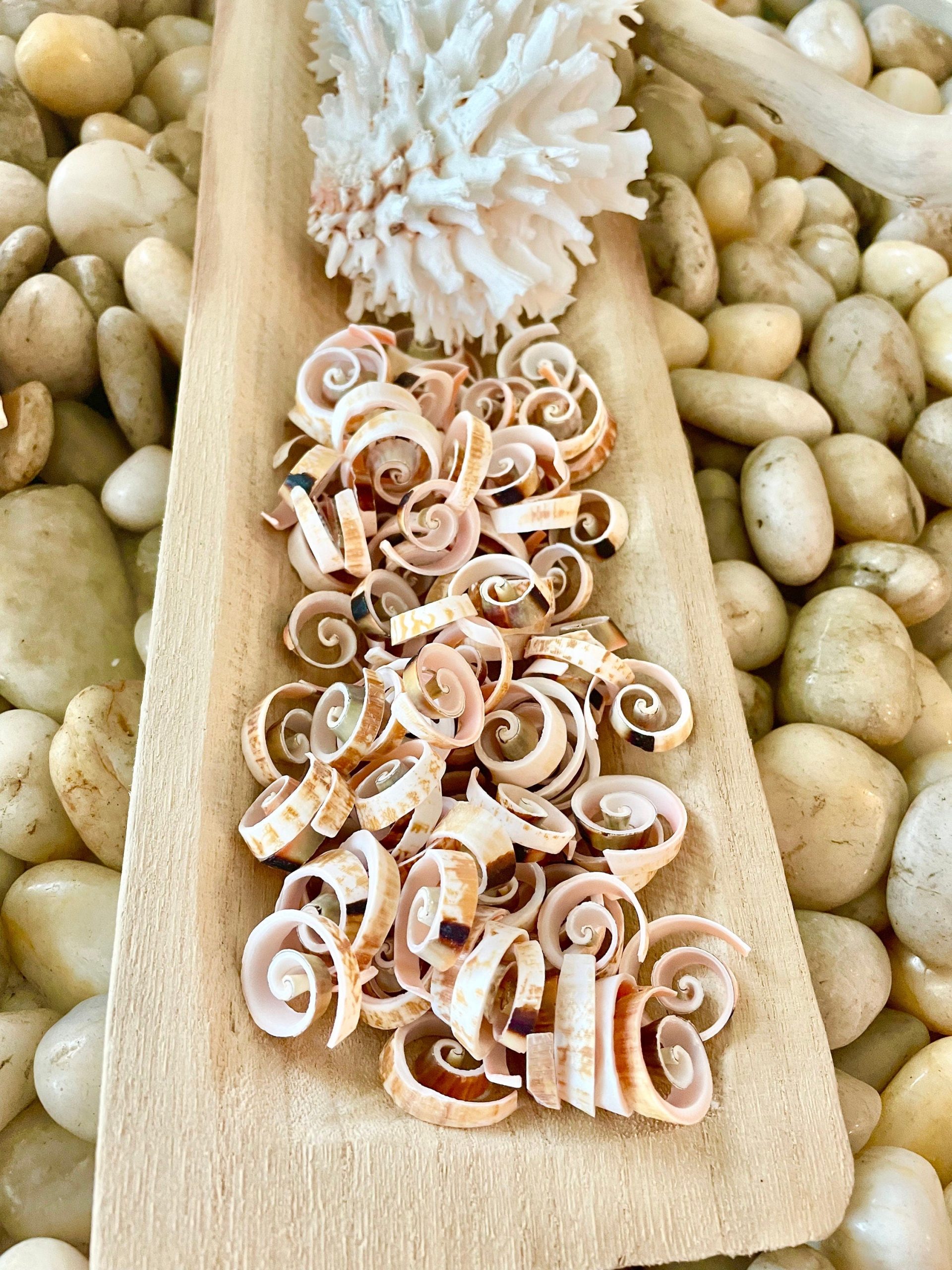 SWIRLY SPIRAL CUT Shells *100 Slices* .75-1" Pink Small Craft Seashells Strombus - Image 6
