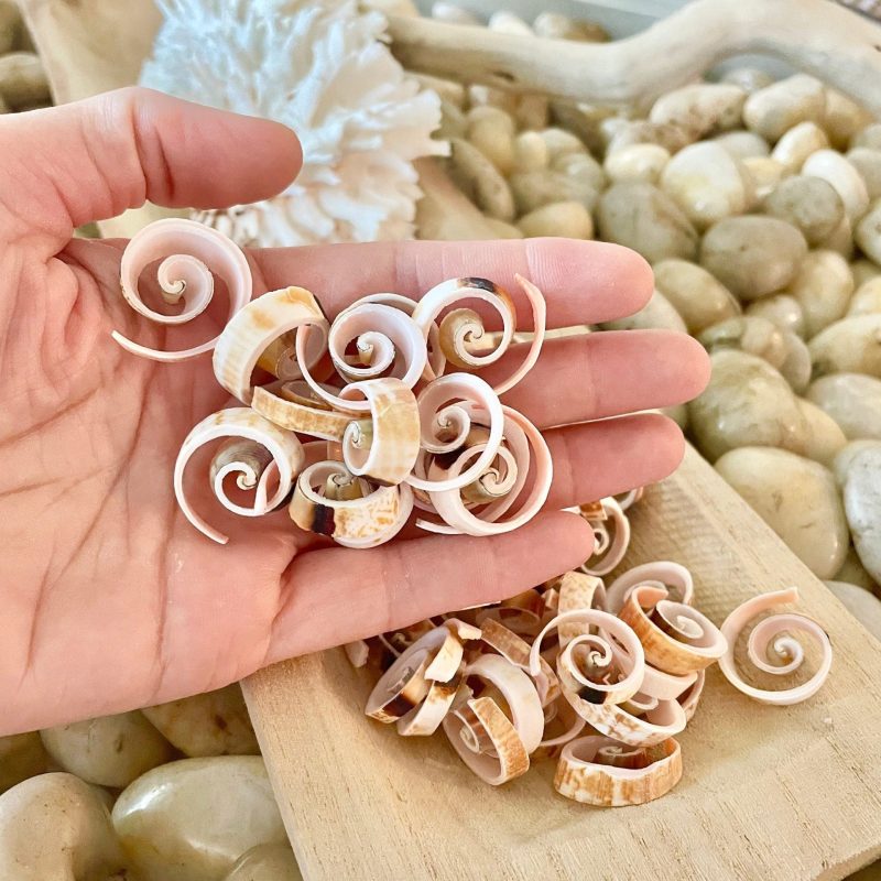 SWIRLY SPIRAL CUT Shells *100 Slices* .75-1" Pink Small Craft Seashells Strombus