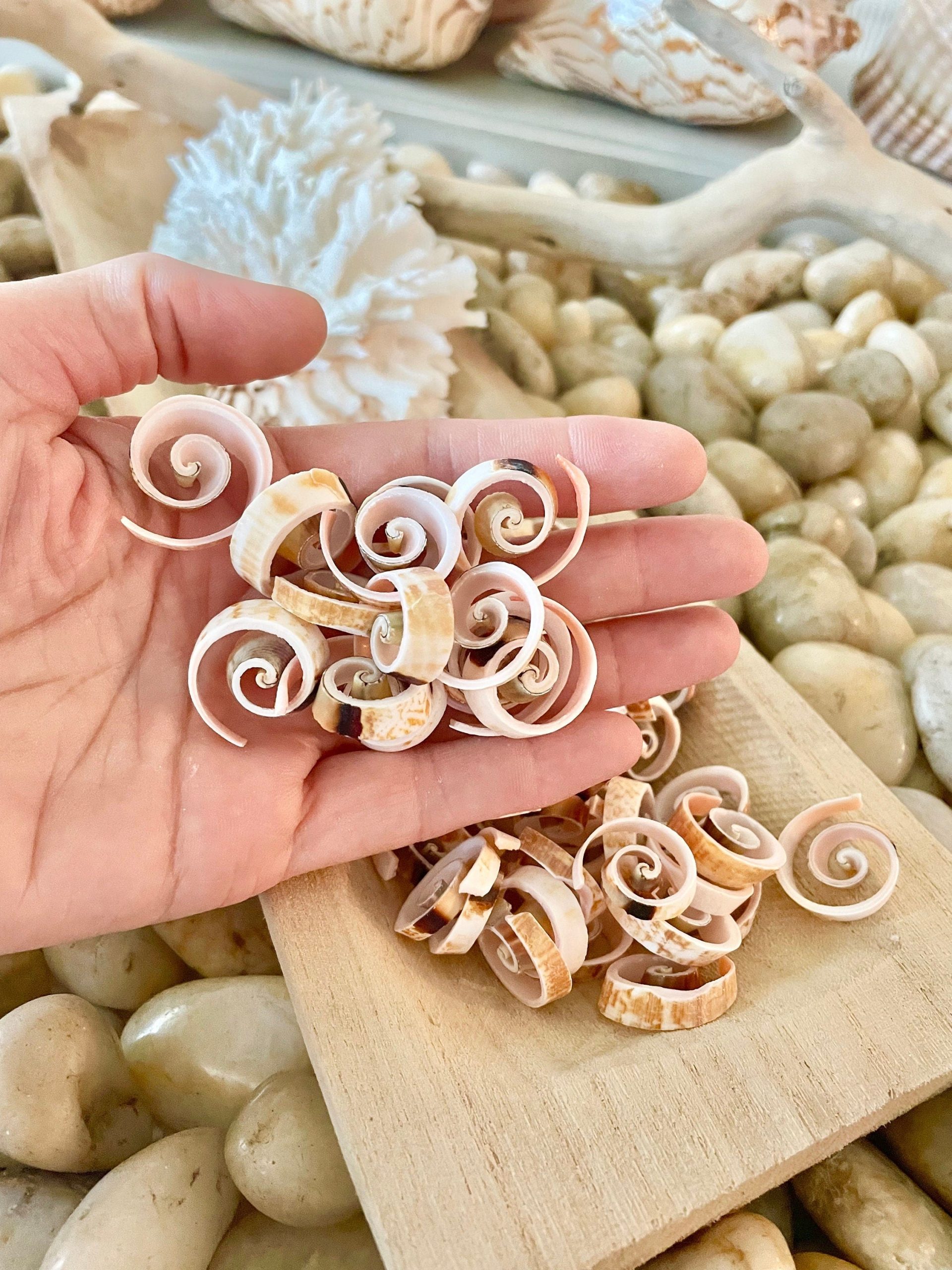 SWIRLY SPIRAL CUT Shells *100 Slices* .75-1" Pink Small Craft Seashells Strombus