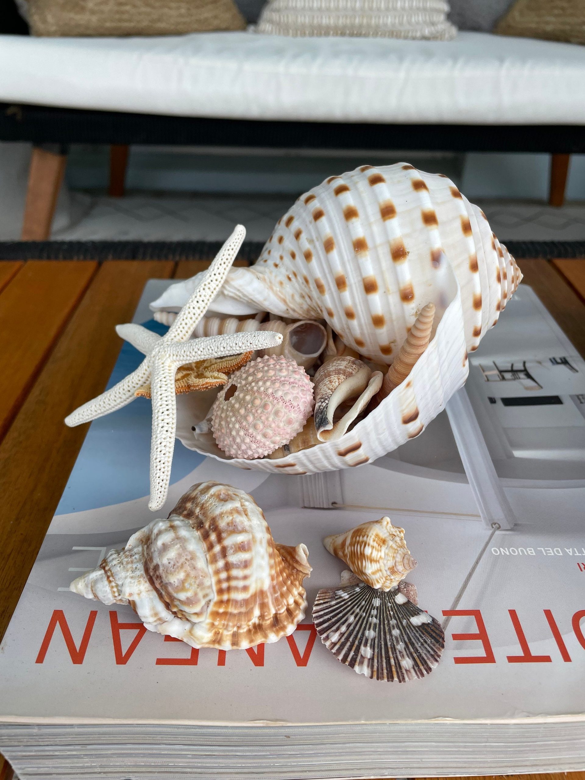 Over Stuffed Spotted Tun Tonna Seashell, Unique Coastal Gift, Shells, Starfish, Urchins and more... - Image 4