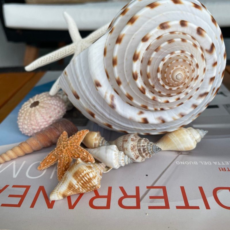 Over Stuffed Spotted Tun Tonna Seashell, Unique Coastal Gift, Shells, Starfish, Urchins and more...