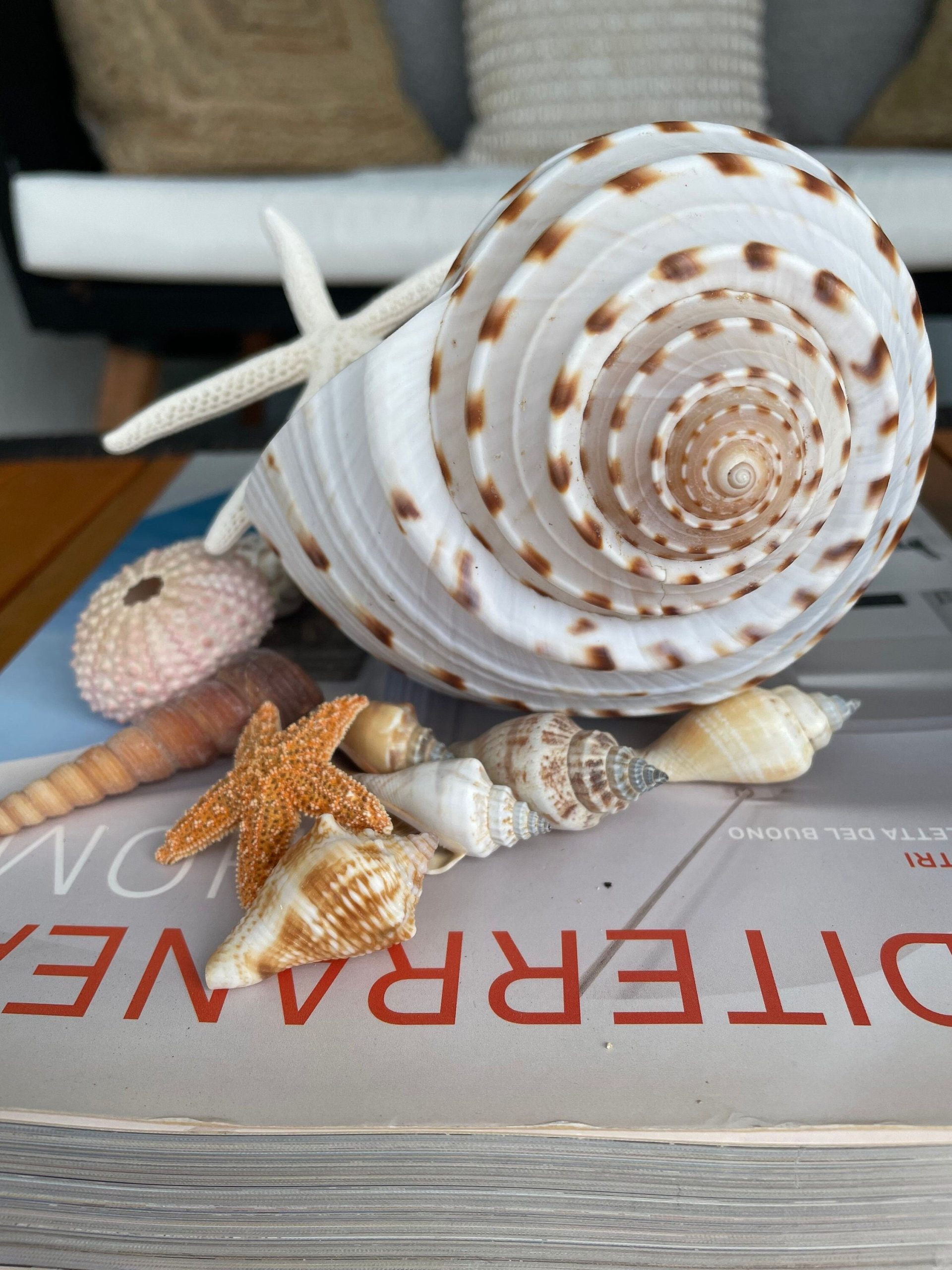 Over Stuffed Spotted Tun Tonna Seashell, Unique Coastal Gift, Shells, Starfish, Urchins and more...