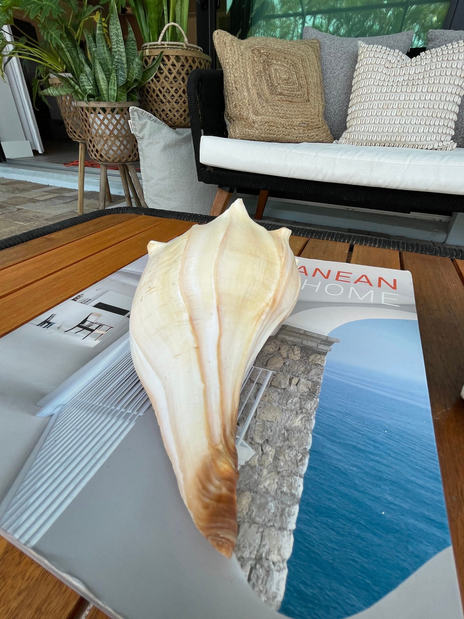 Natural North Pacific Whelk Shell *All Sizes* Coastal Home Décor - Image 6