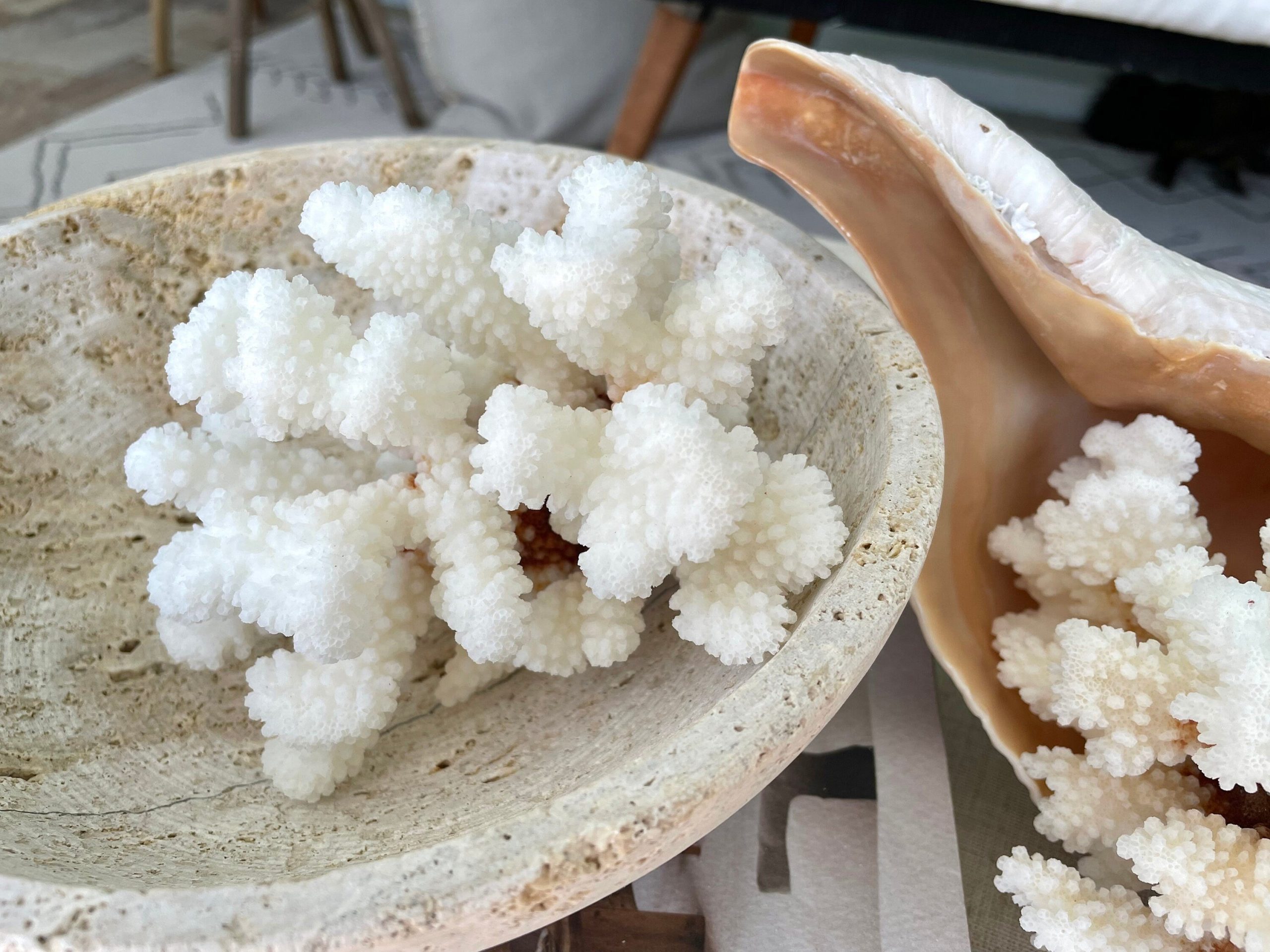 CLUSTER Coral White *All Sizes* Authentic Natural Real Sea Fossil Coastal Décor - Image 4