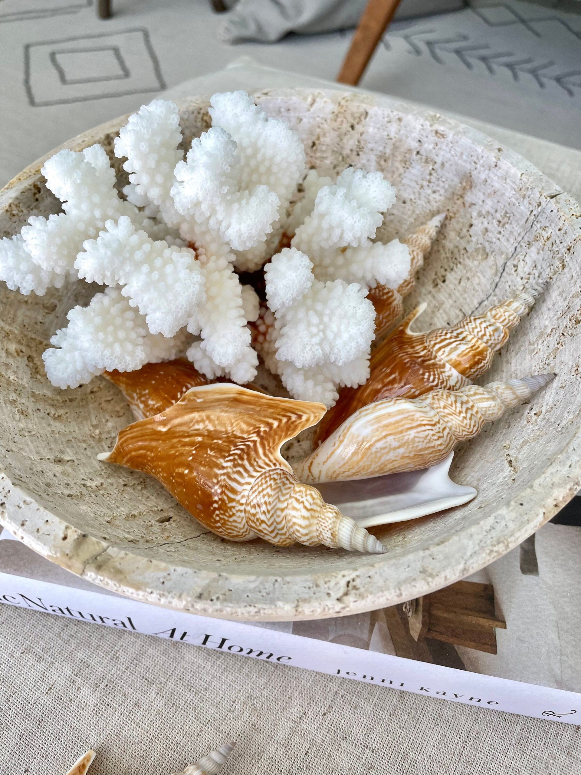 CLUSTER Coral White *All Sizes* Authentic Natural Real Sea Fossil Coastal Décor - Image 5