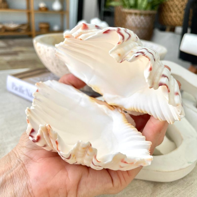 BEAR CLAW CLAM Shells 4-5" Paired Seashell Natural White Display Seashell Beach Crafts