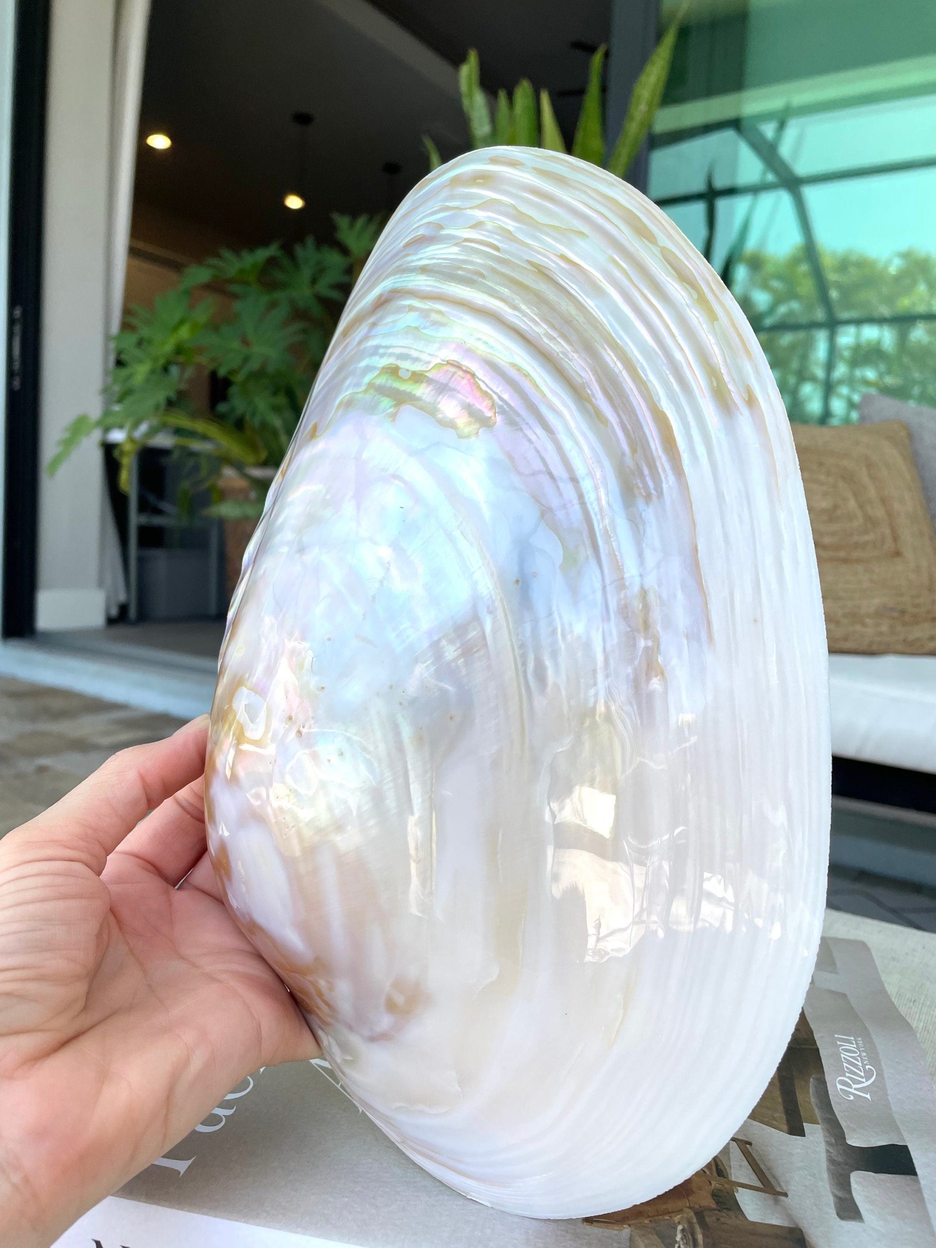Giant Mussel Shell Half's *All Sizes* Polished Mother of Pearl Decorative Dish - Image 3
