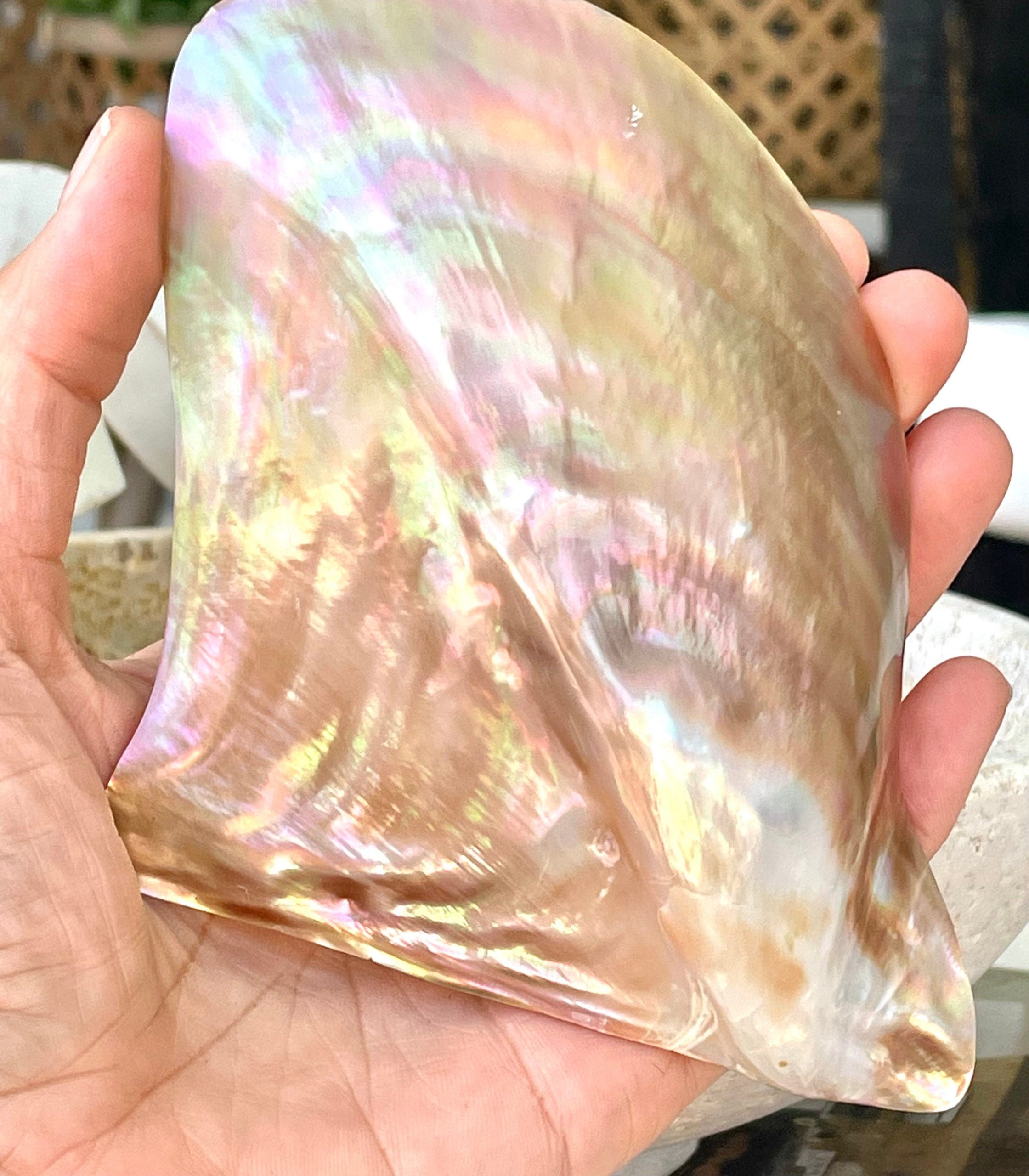 Iridescent Wing Oyster Shell: Brown Lip Mother of Pearl, Jewelry Pendant (2.5-6") - Image 2