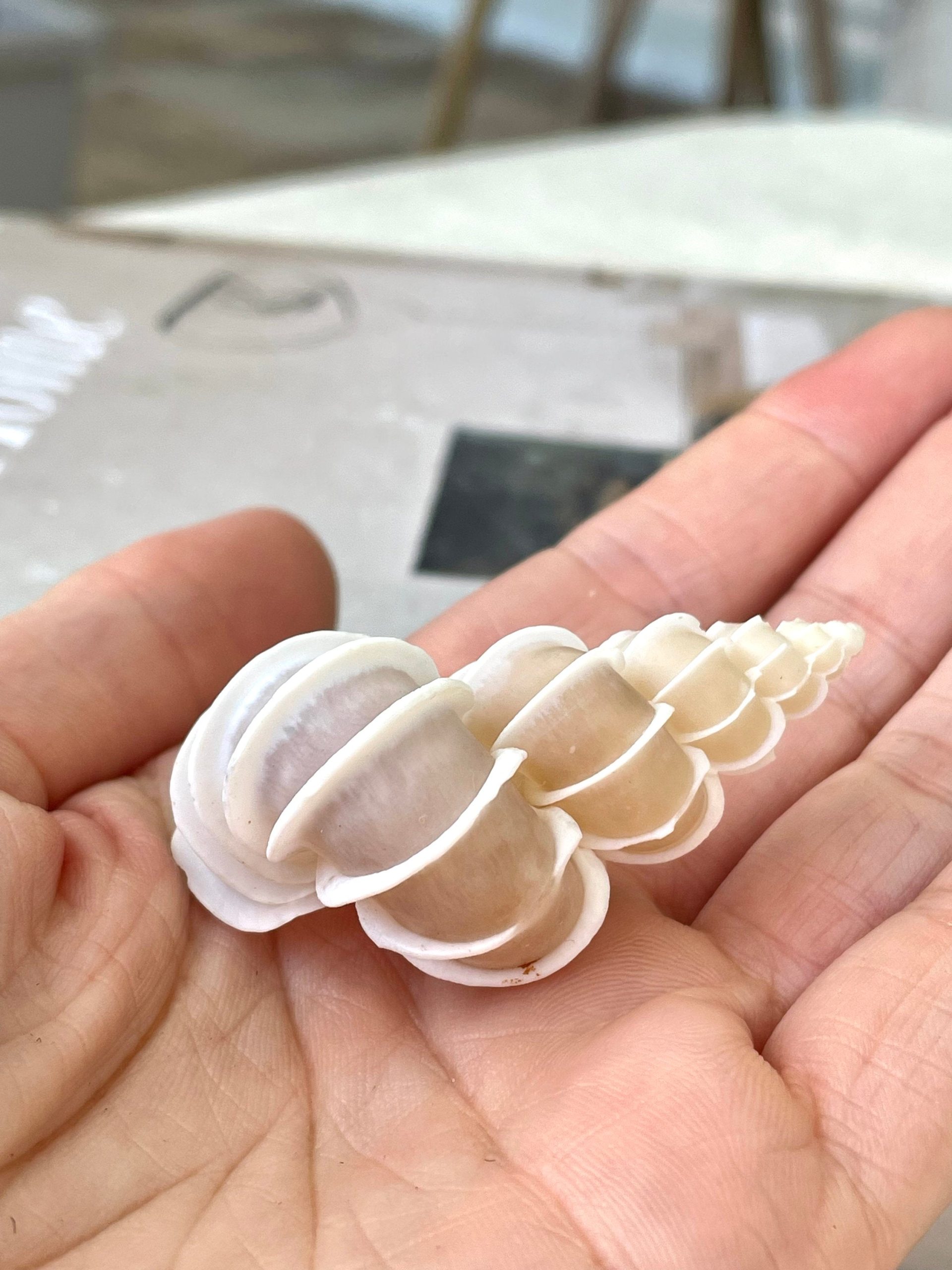 Precious Wentletrap Shell .75-2.25" *You choose Size* Natural Beige Seashell, Collectors Display - Image 8