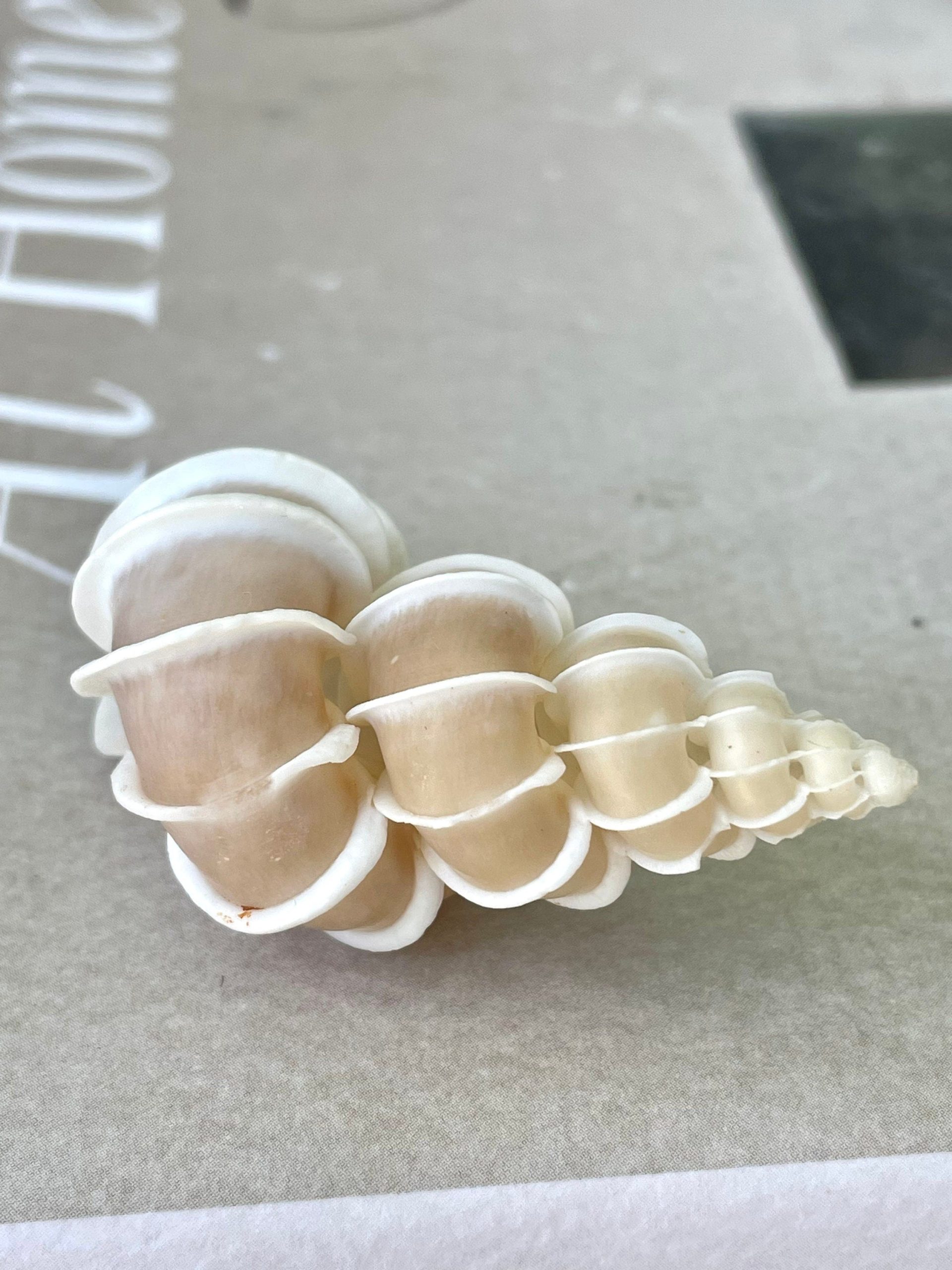 Precious Wentletrap Shell .75-2.25" *You choose Size* Natural Beige Seashell, Collectors Display - Image 10
