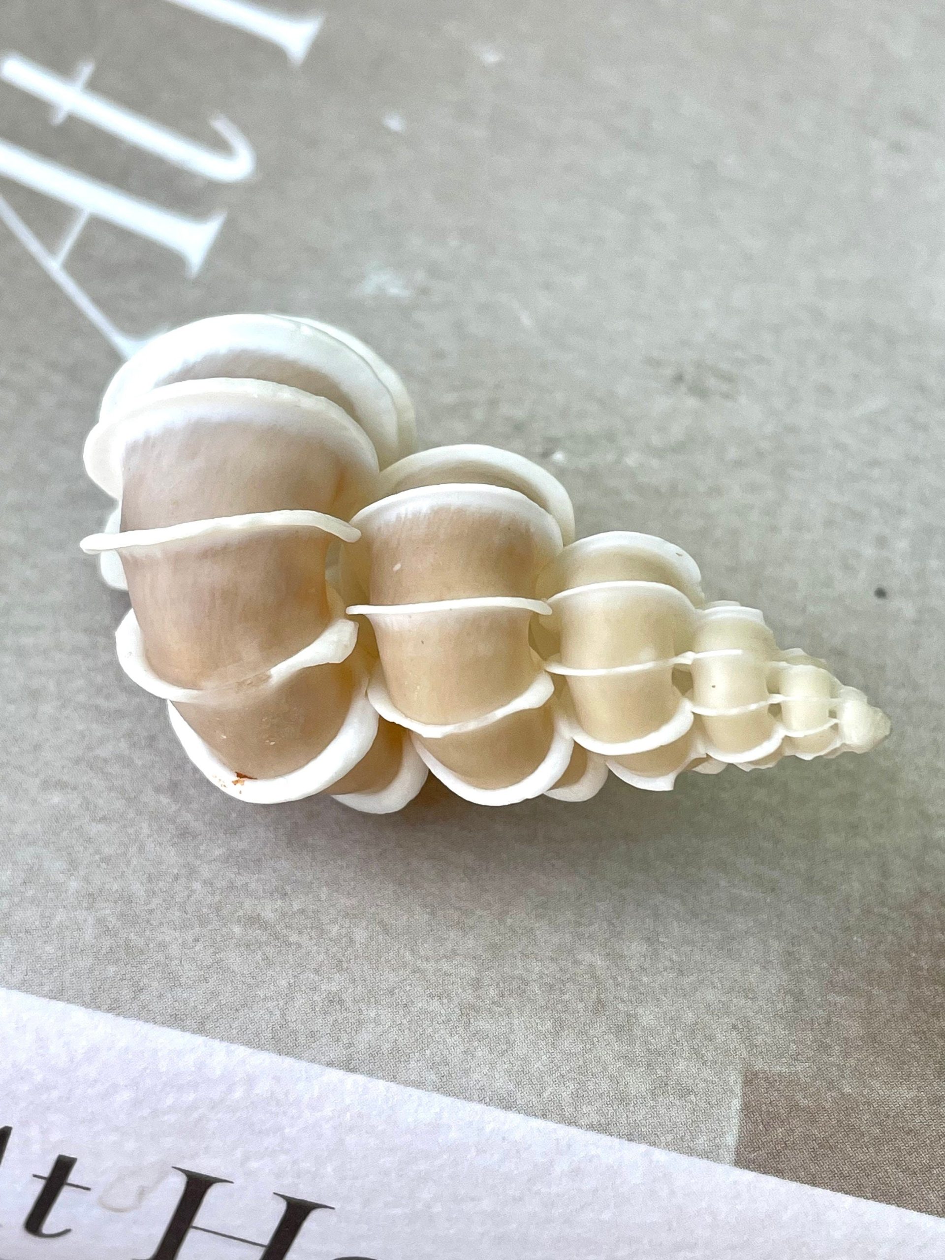 Precious Wentletrap Shell .75-2.25" *You choose Size* Natural Beige Seashell, Collectors Display - Image 5