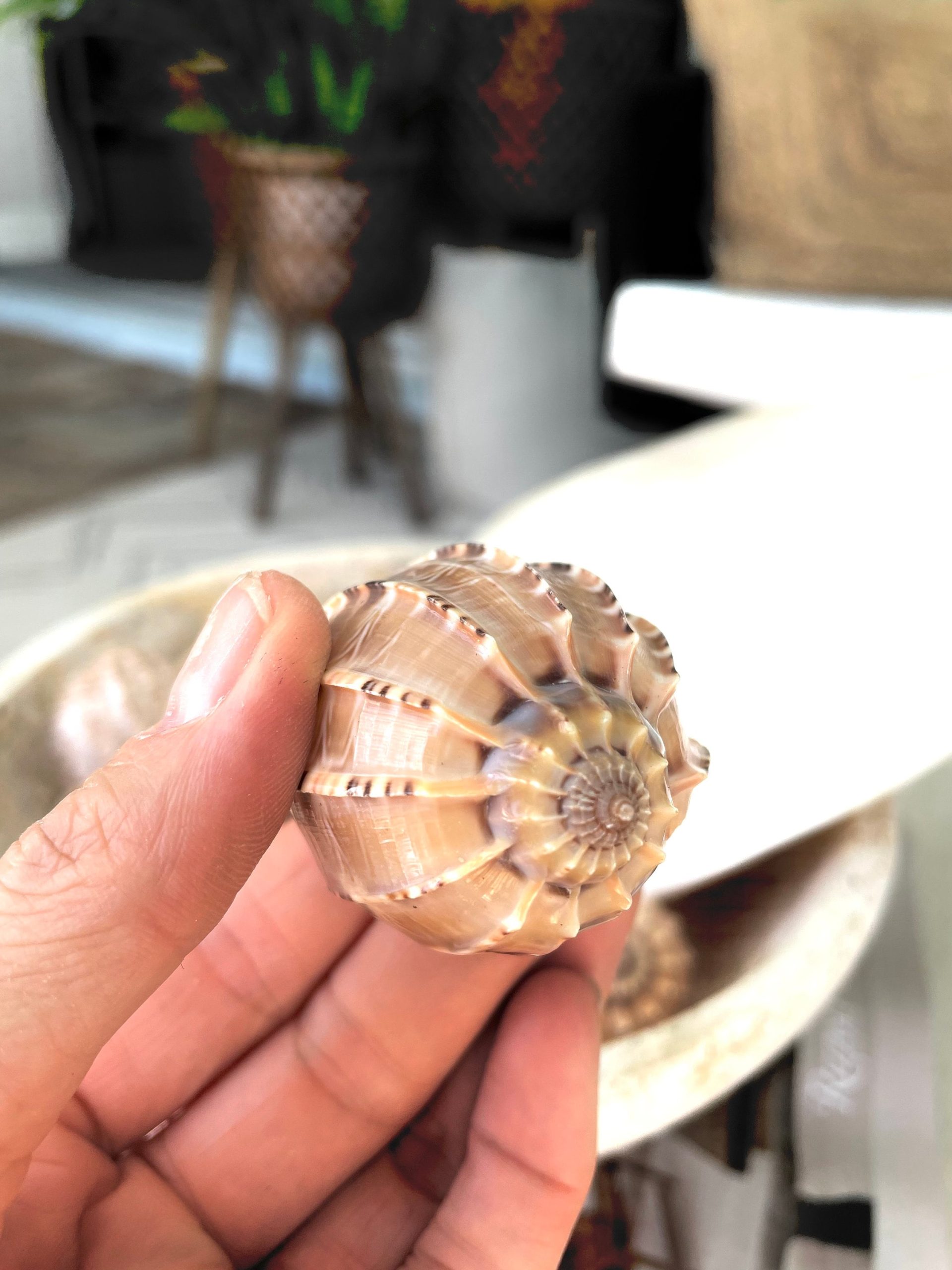 MAJOR HARP SHELLS *All Sizes* Natural Brown Peach Striped Display Seashell Coastal Décor - Image 2