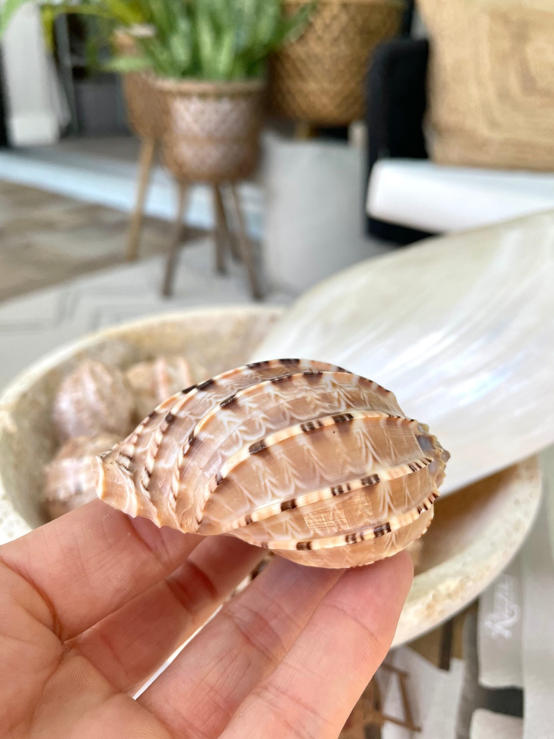 MAJOR HARP SHELLS *All Sizes* Natural Brown Peach Striped Display Seashell Coastal Décor - Image 5