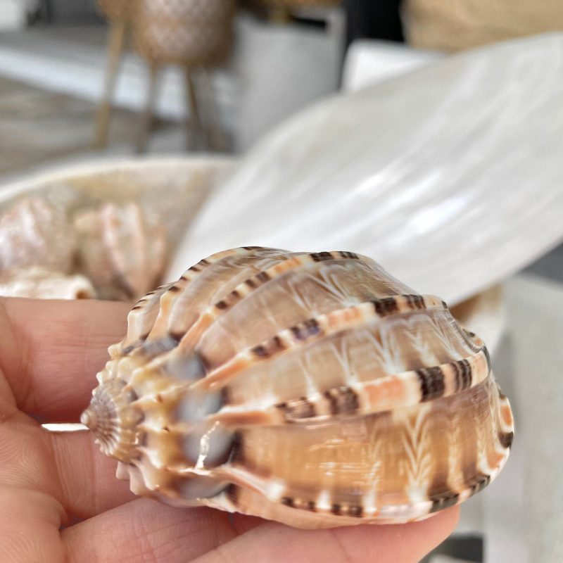 MAJOR HARP SHELLS *All Sizes* Natural Brown Peach Striped Display Seashell Coastal Décor