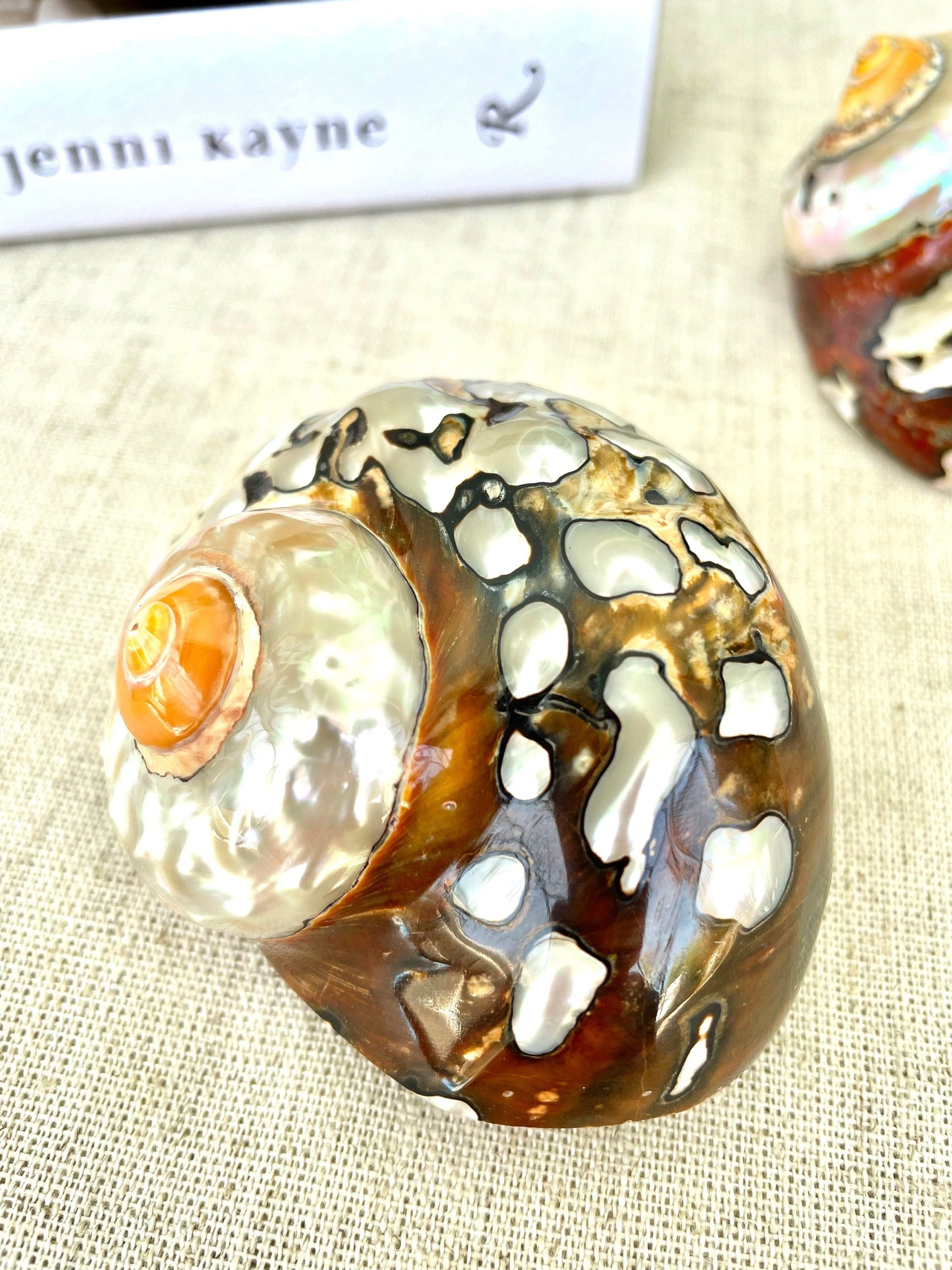 AFRICAN TURBO SHELLS *All Sizes* Natural Brown Black Orange Hand Polished Hermit Crab Seashell - Image 6