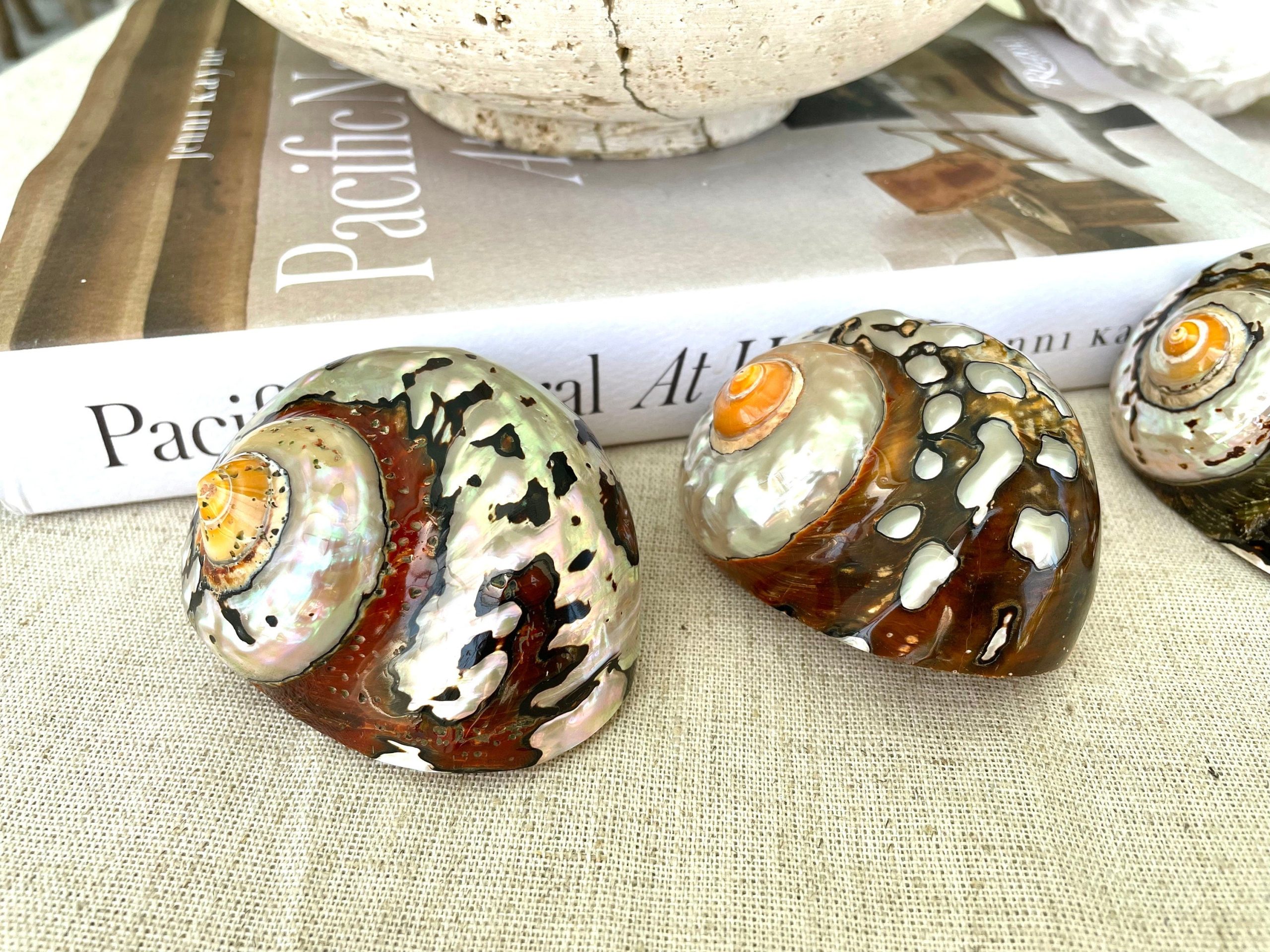 AFRICAN TURBO SHELLS *All Sizes* Natural Brown Black Orange Hand Polished Hermit Crab Seashell - Image 4