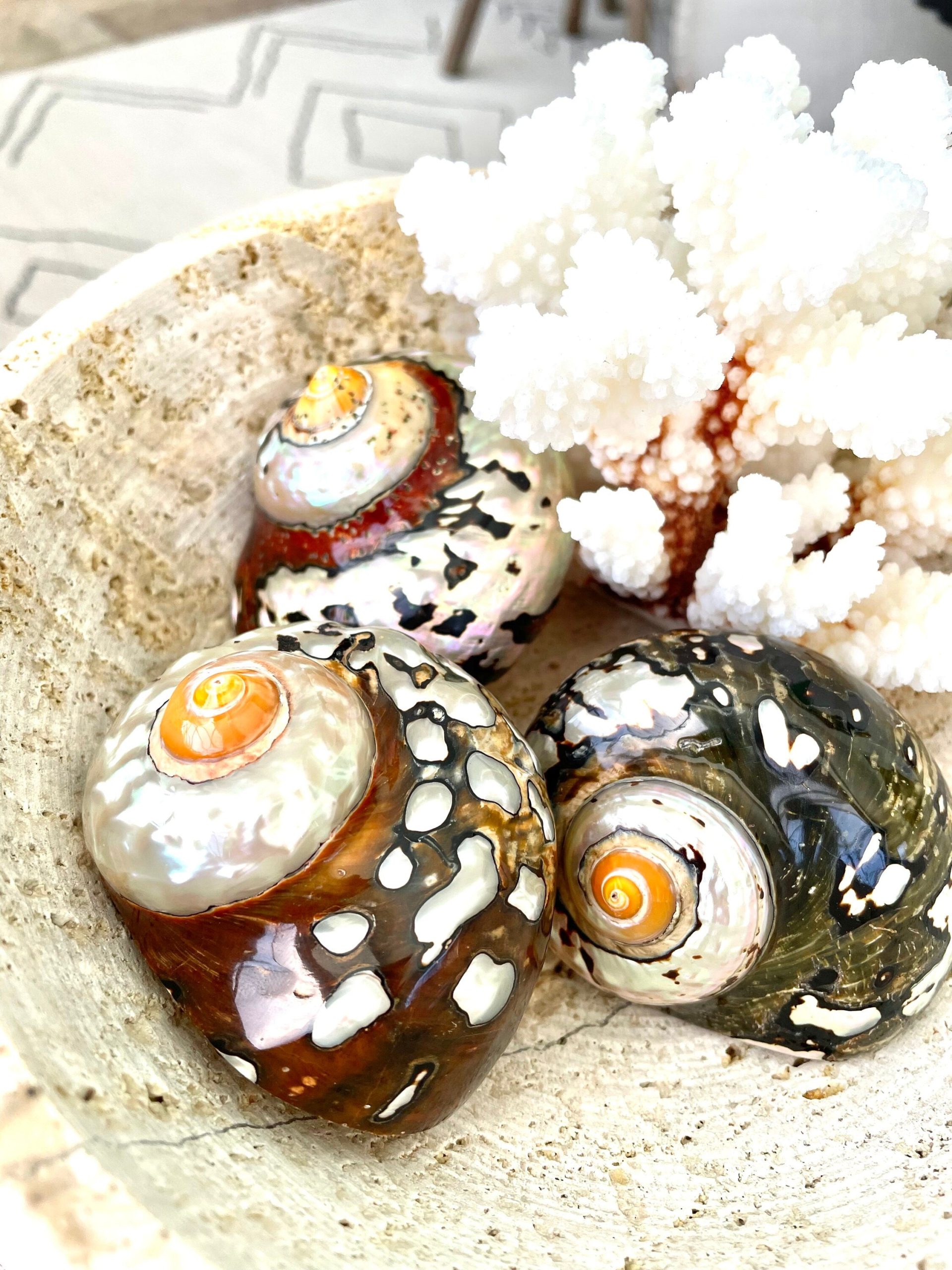 AFRICAN TURBO SHELLS *All Sizes* Natural Brown Black Orange Hand Polished Hermit Crab Seashell - Image 3