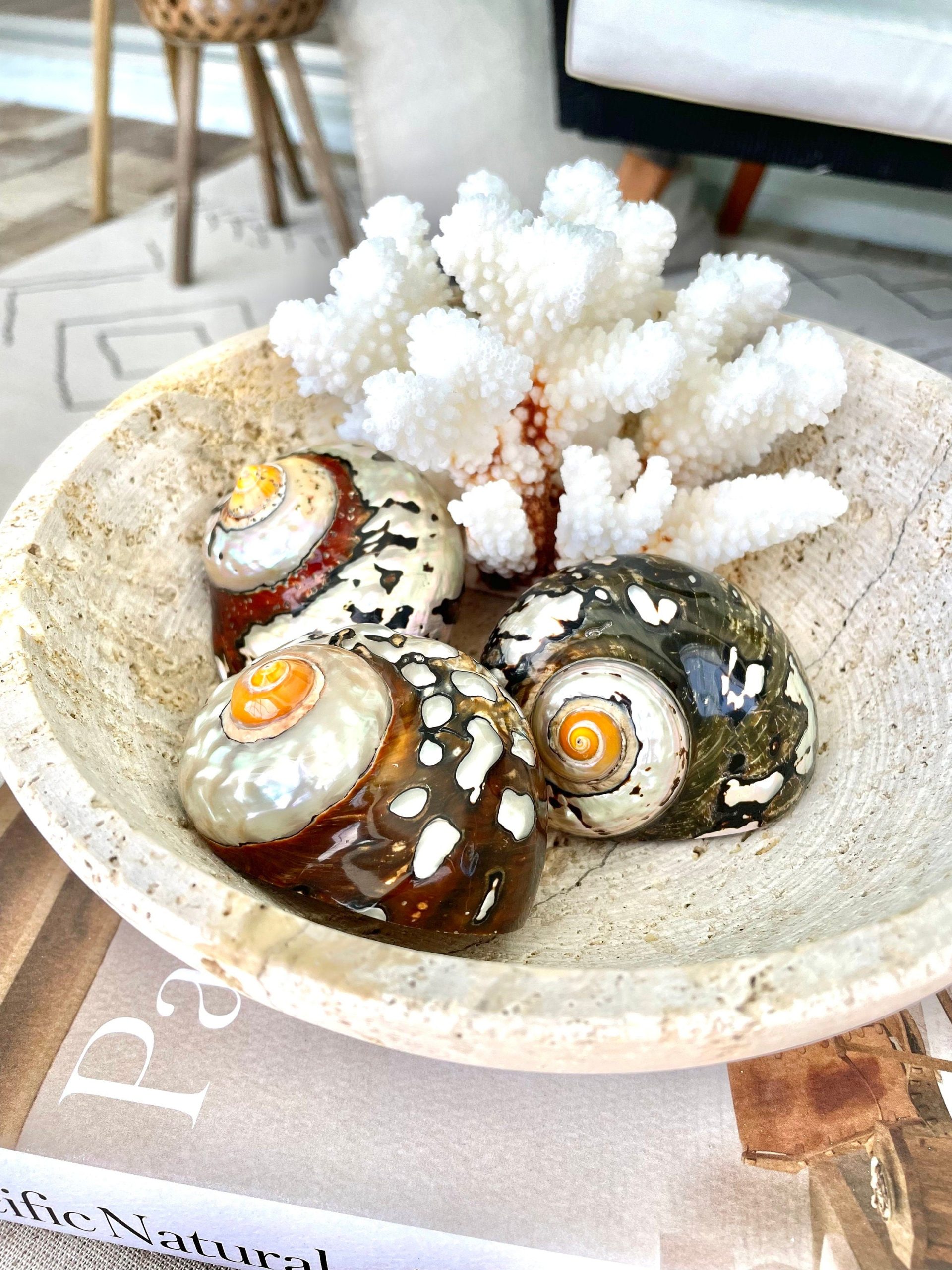 AFRICAN TURBO SHELLS *All Sizes* Natural Brown Black Orange Hand Polished Hermit Crab Seashell - Image 10