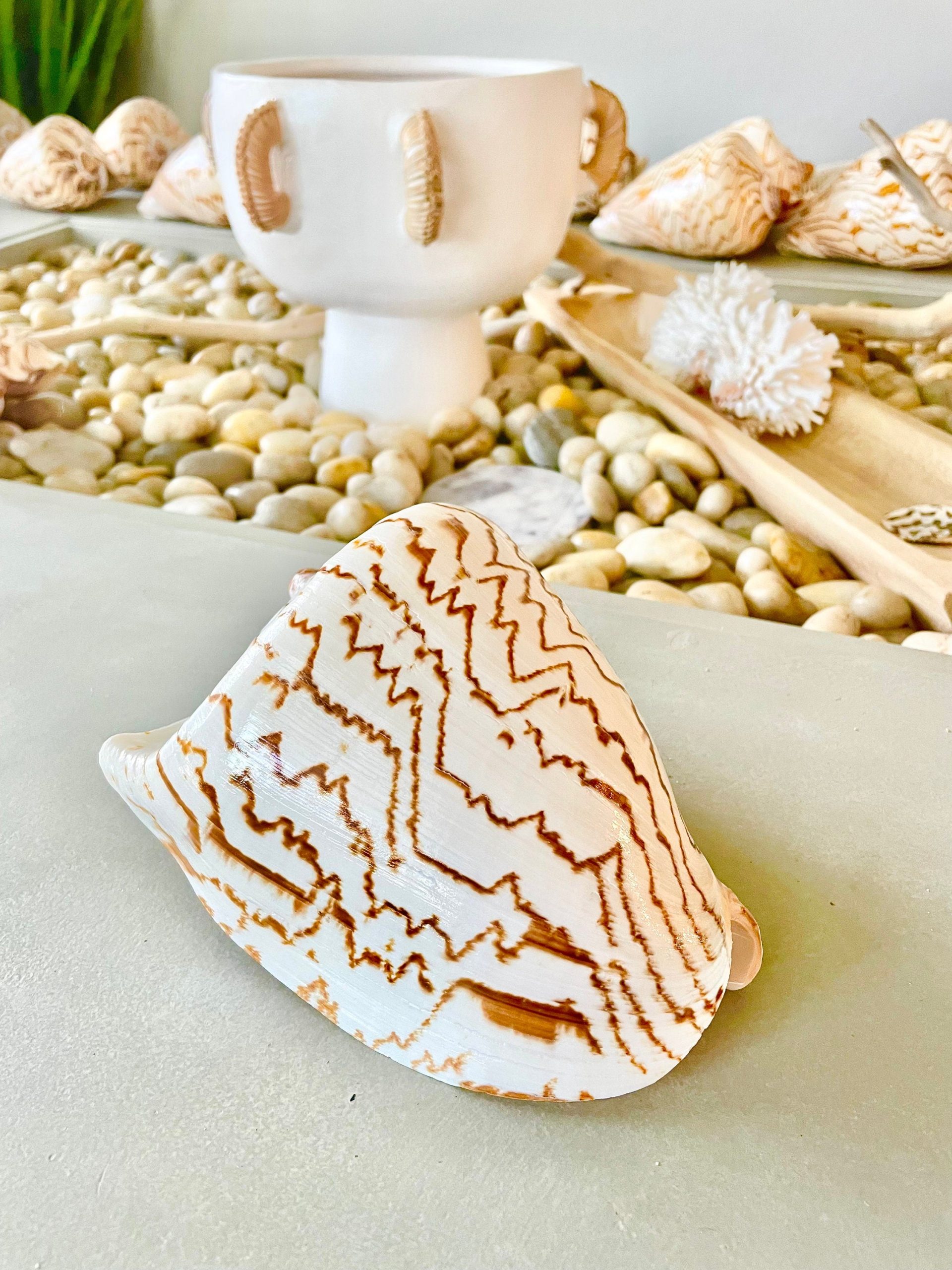 STRIPED NOBLE VOLUTE Shell *All Sizes* Natural Polished Beige Brown Seashell Coastal Décor - Image 4