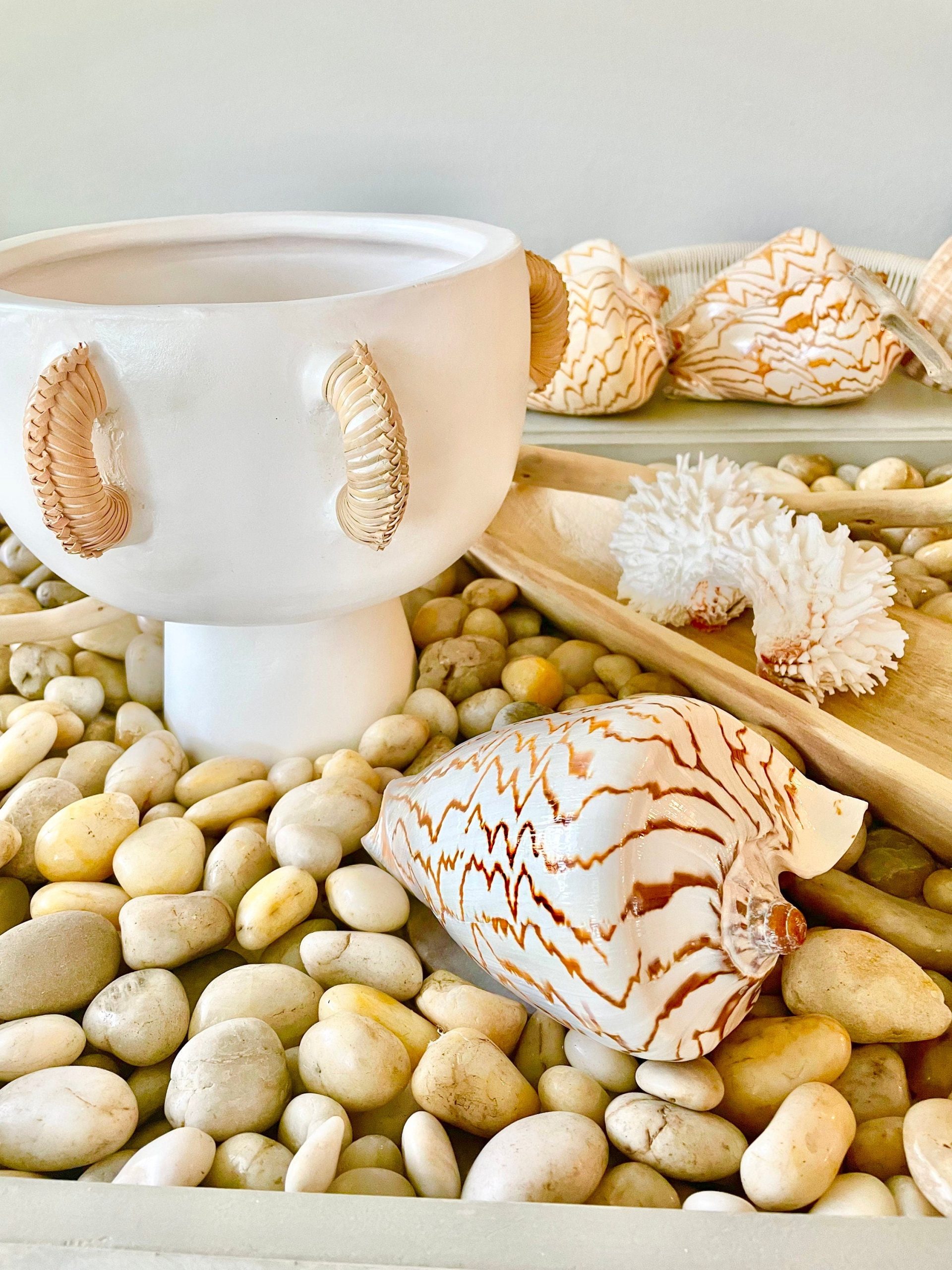 STRIPED NOBLE VOLUTE Shell *All Sizes* Natural Polished Beige Brown Seashell Coastal Décor - Image 5