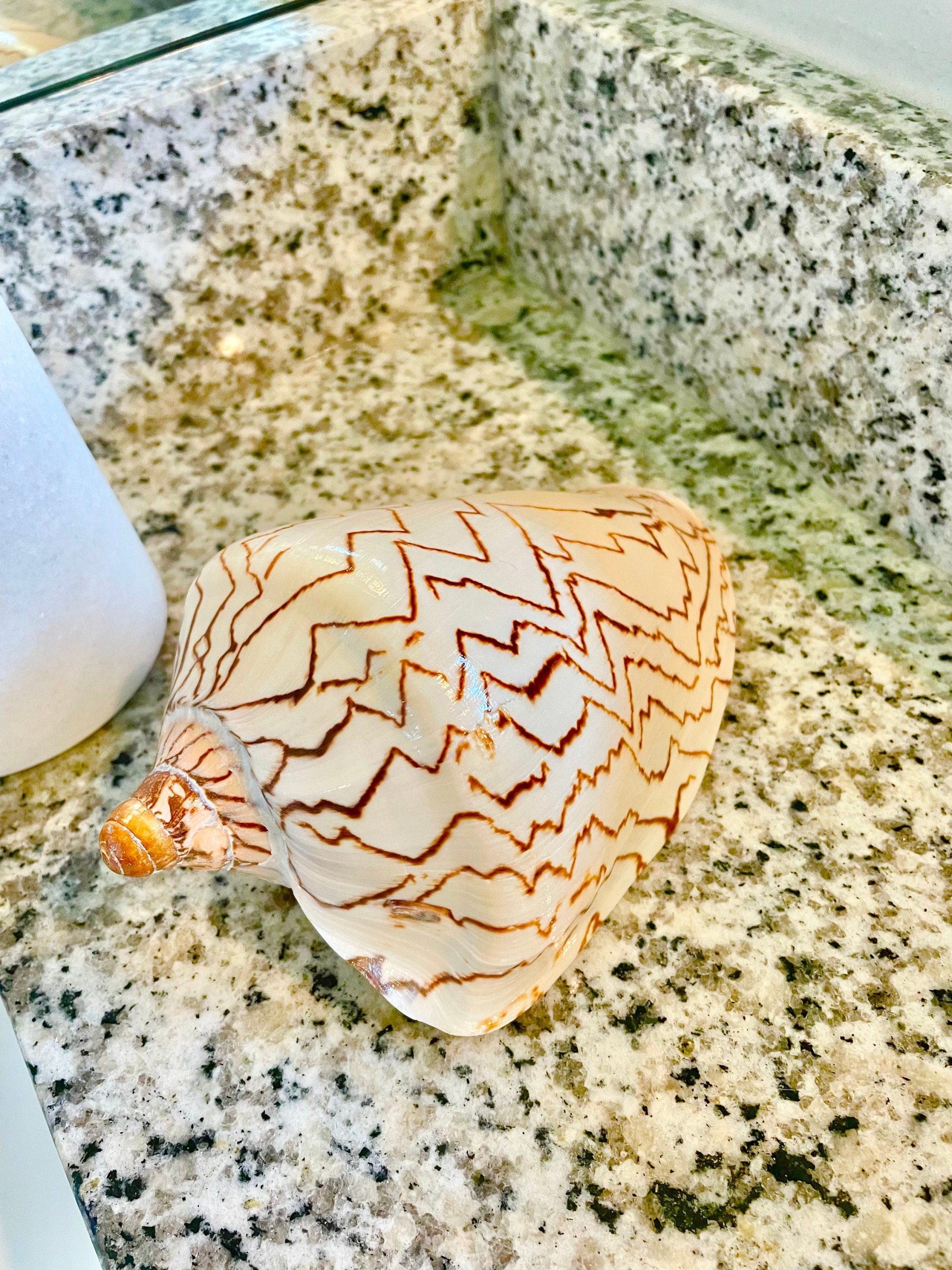 STRIPED NOBLE VOLUTE Shell *All Sizes* Natural Polished Beige Brown Seashell Coastal Décor - Image 9