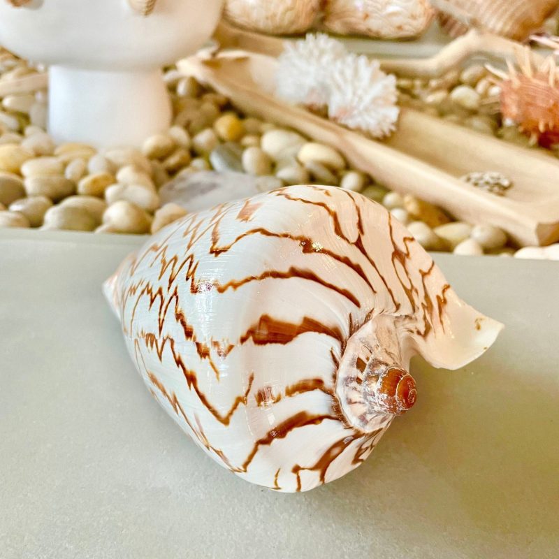STRIPED NOBLE VOLUTE Shell *All Sizes* Natural Polished Beige Brown Seashell Coastal Décor